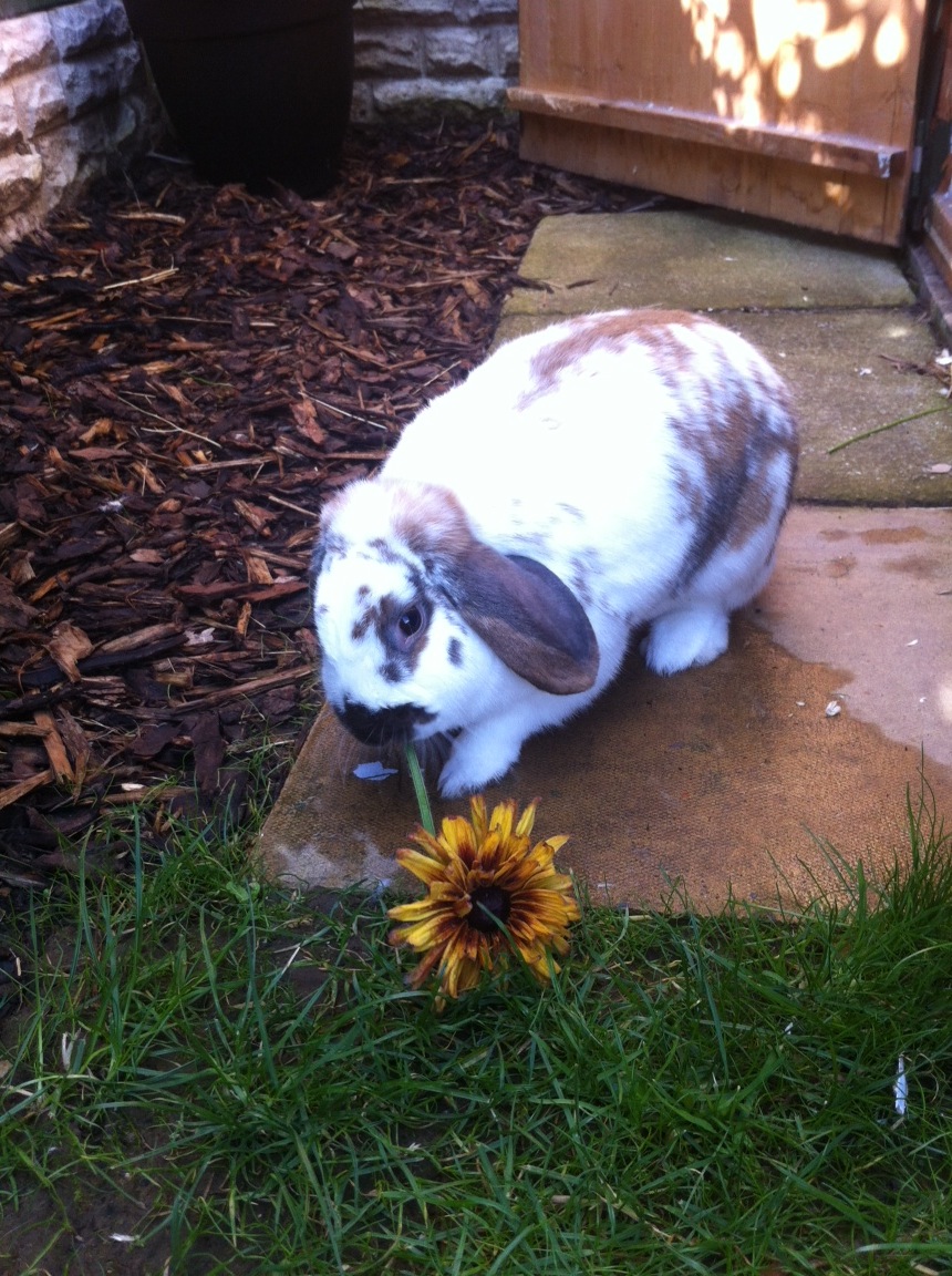 Bunny Helps Out with the Gardening
