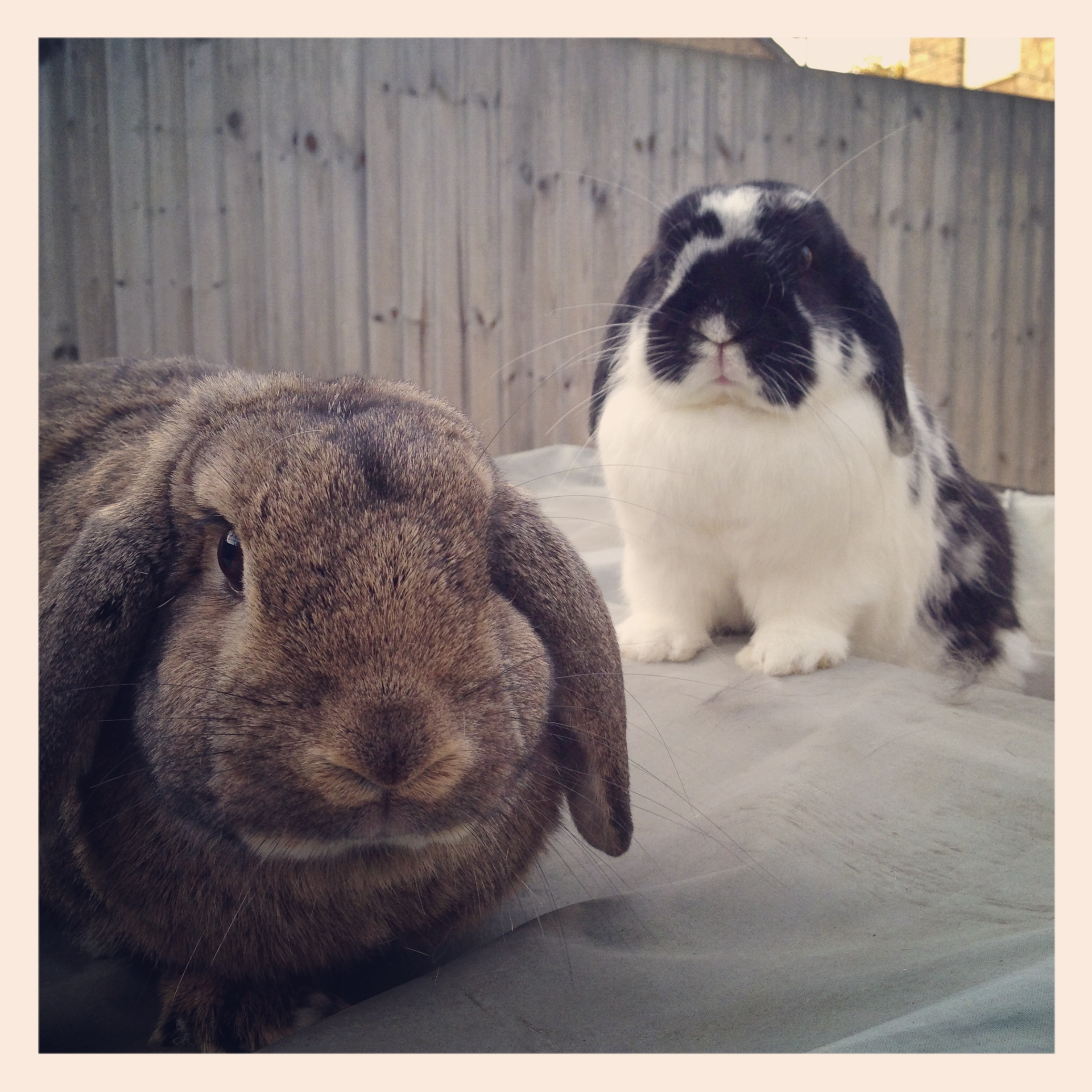 Looks Like You're in the Wrong Neighborhood, Human. Now Give Us All Your Carrots!