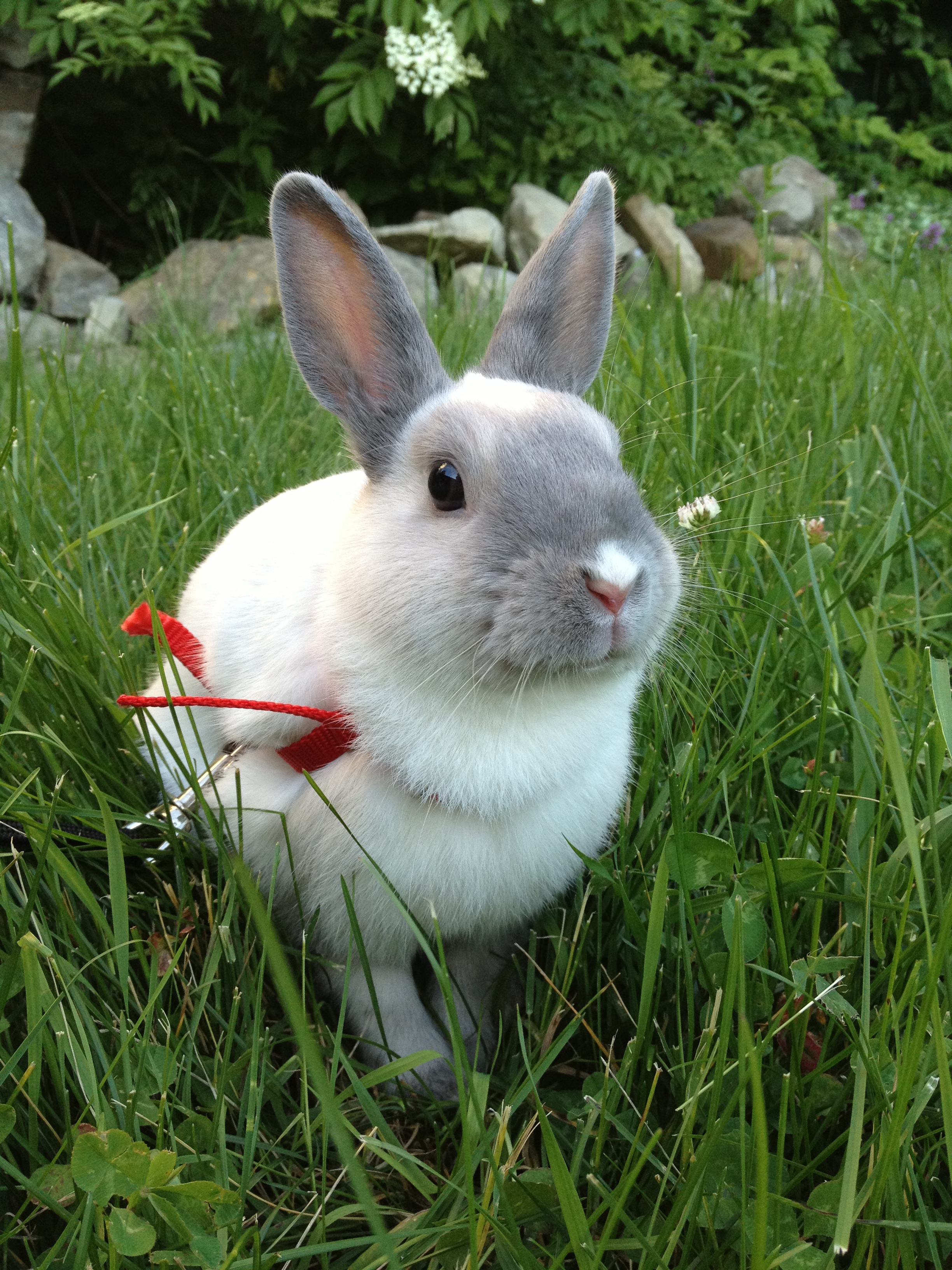 Photos Illustrating Two Sides of Bunny: One in Which He Sits Sweetly, Another in Which Grass Sticks Out of His Mouth While Eating 1