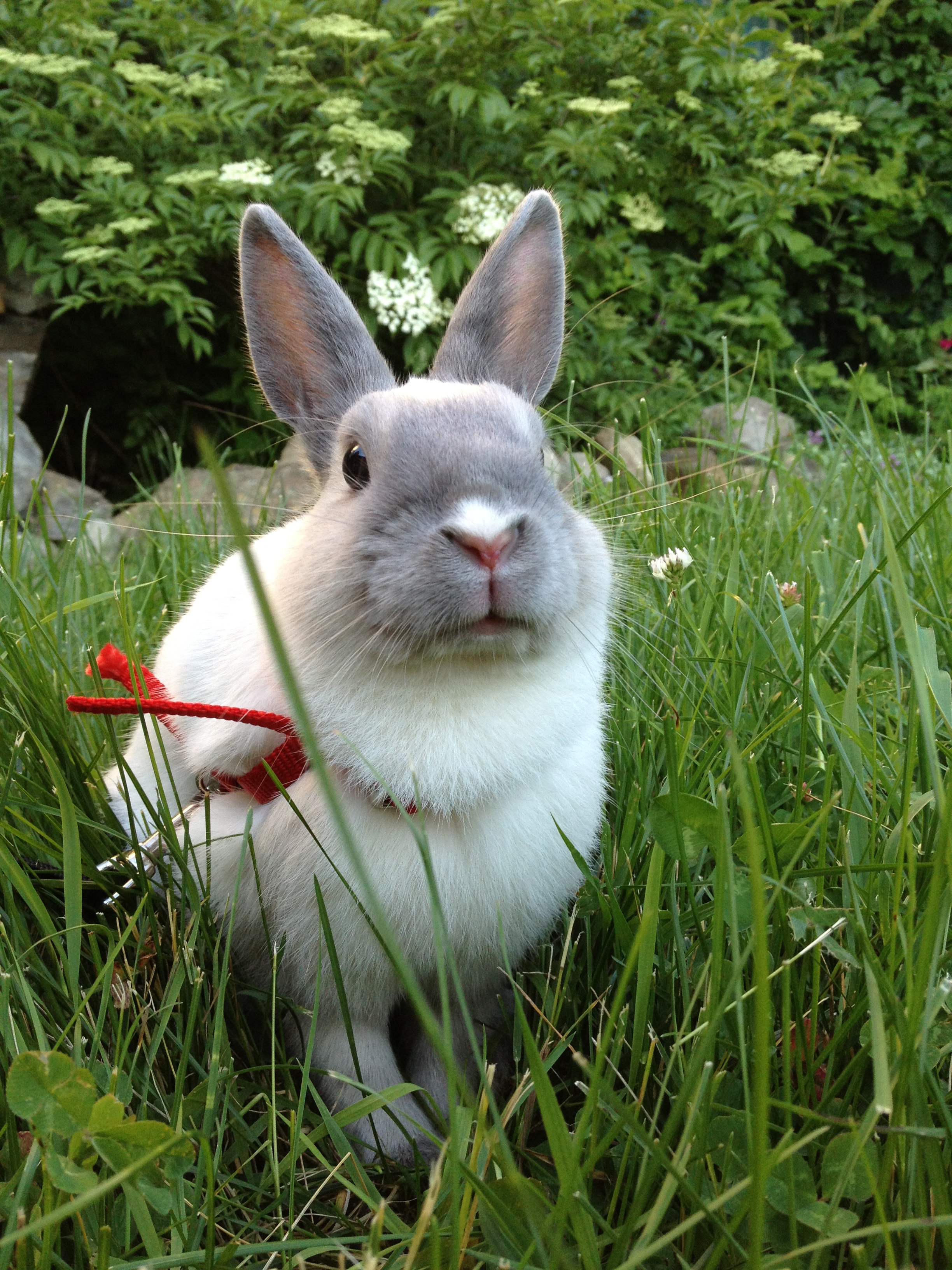 Photos Illustrating Two Sides of Bunny: One in Which He Sits Sweetly, Another in Which Grass Sticks Out of His Mouth While Eating 2