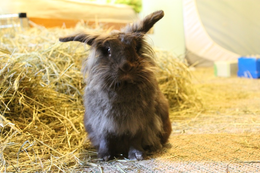 You're Saying All This Hay Is for... Me?