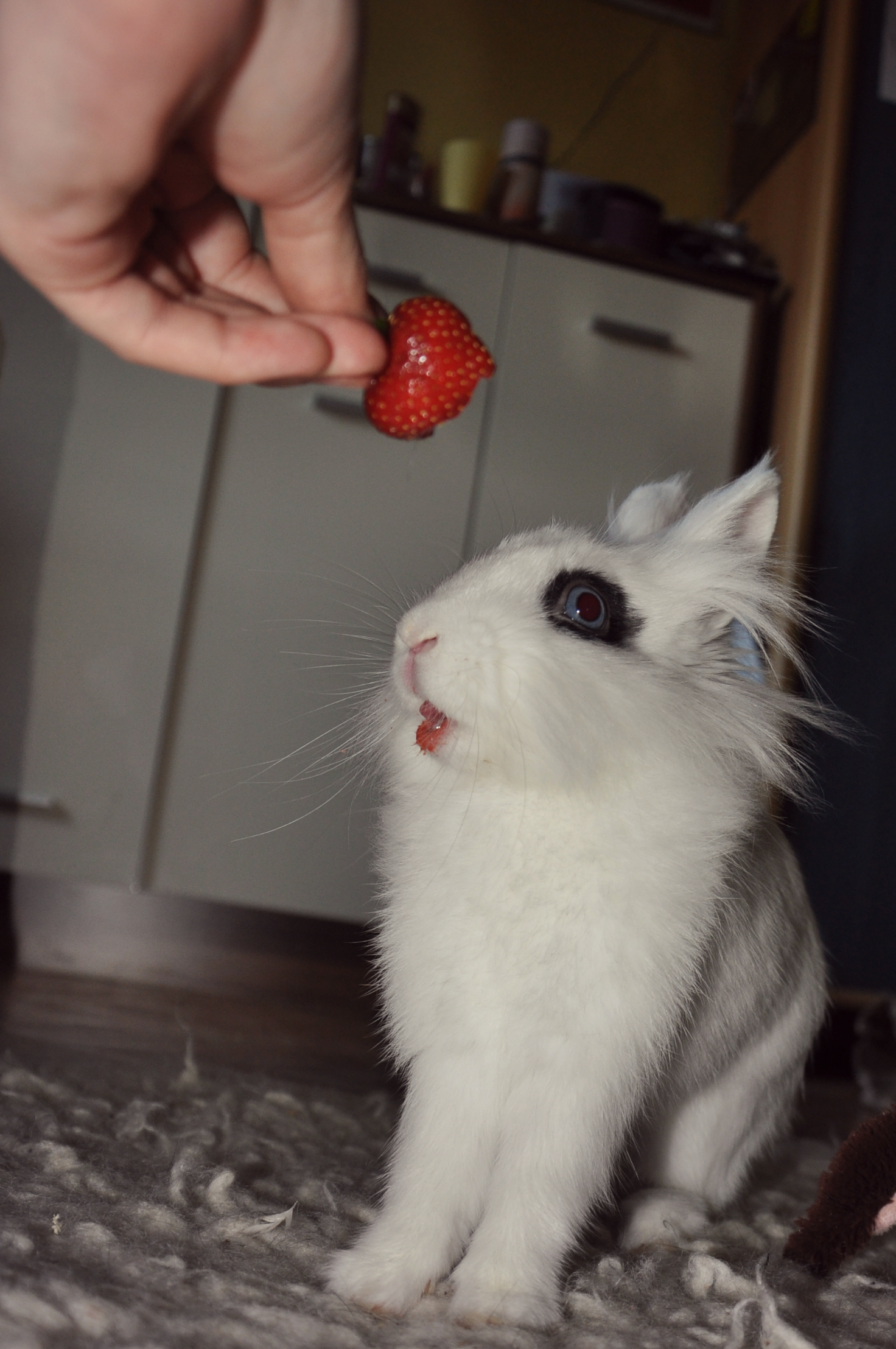 Bunny Will Happily Accept His Human's Offerings of Greens and Strawberries 2