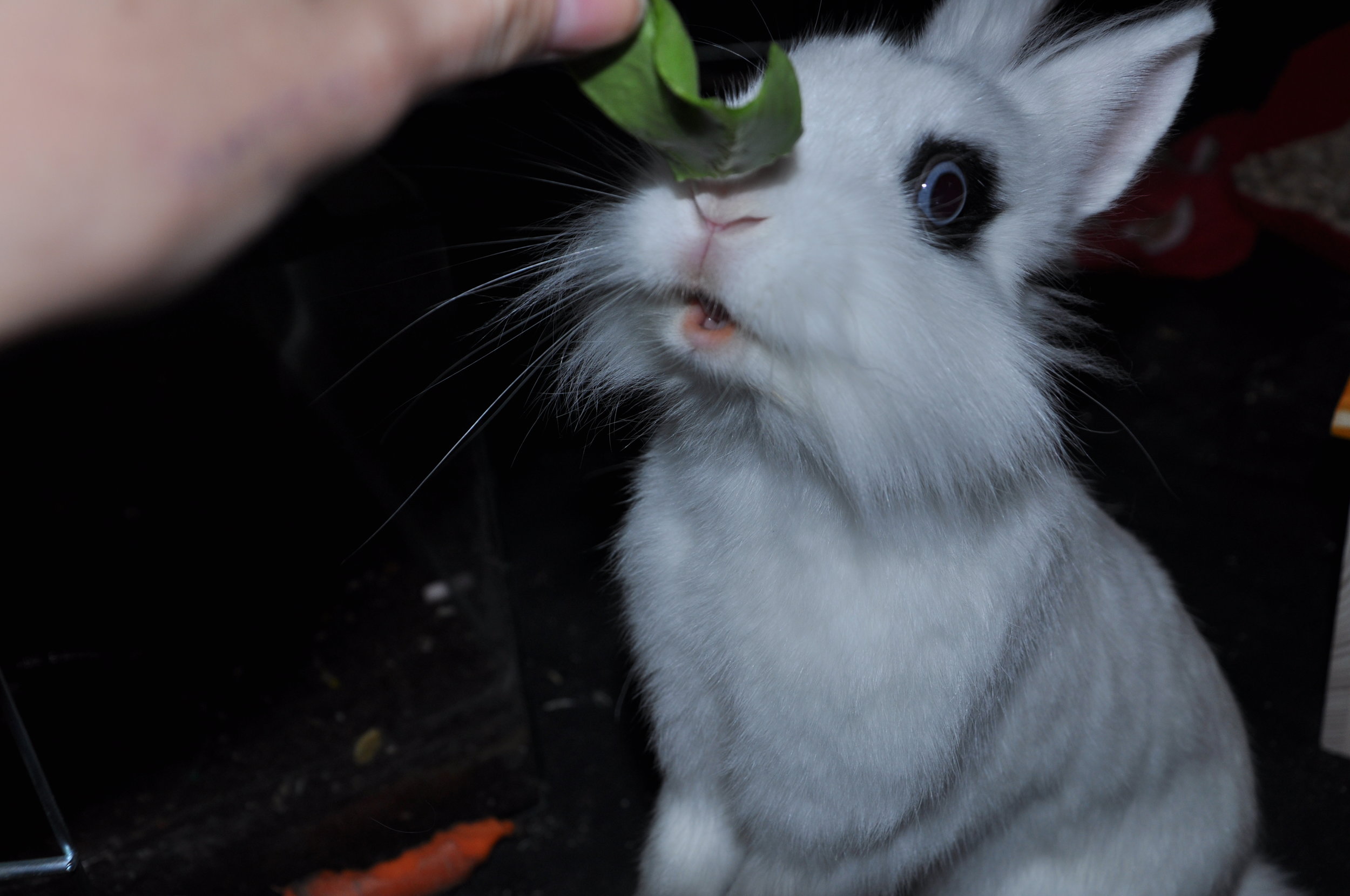 Bunny Will Happily Accept His Human's Offerings of Greens and Strawberries 1
