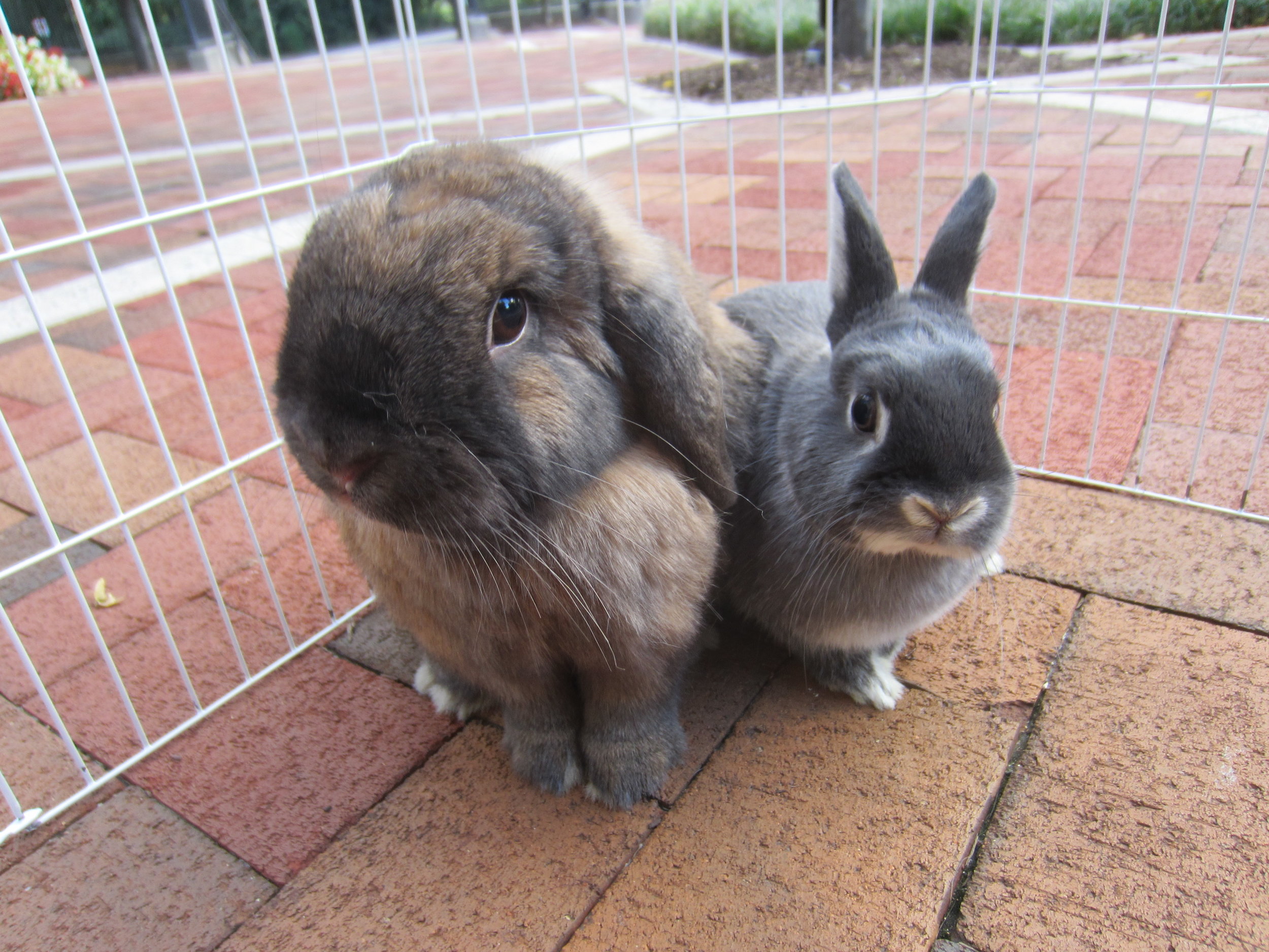 Bunnies Go Out on the Patio to Sniff the Fresh Fall Air 1