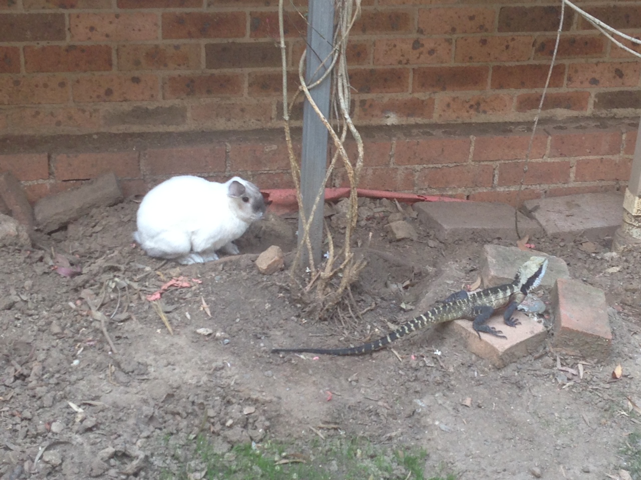 Bunny Will Not Be Intimidated When a Lizard Wanders into His Territory 2