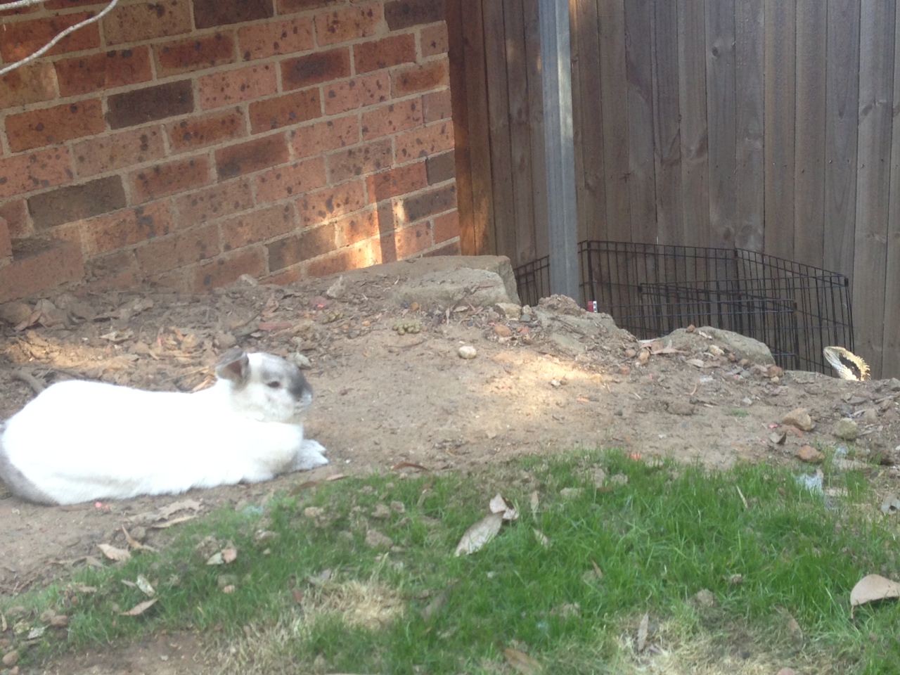Bunny Will Not Be Intimidated When a Lizard Wanders into His Territory 3