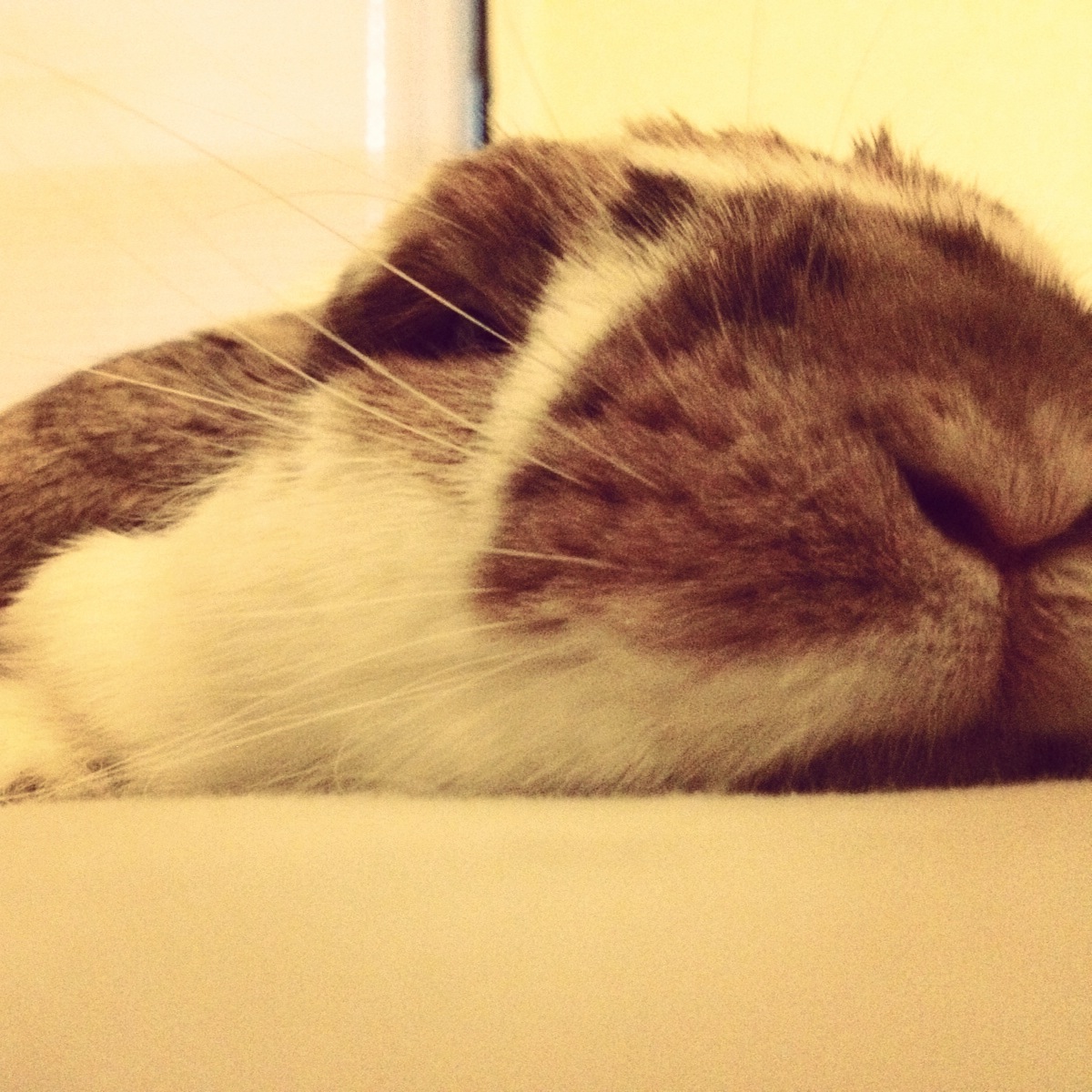 Bunny Has Achieved Ultimate Melted Status