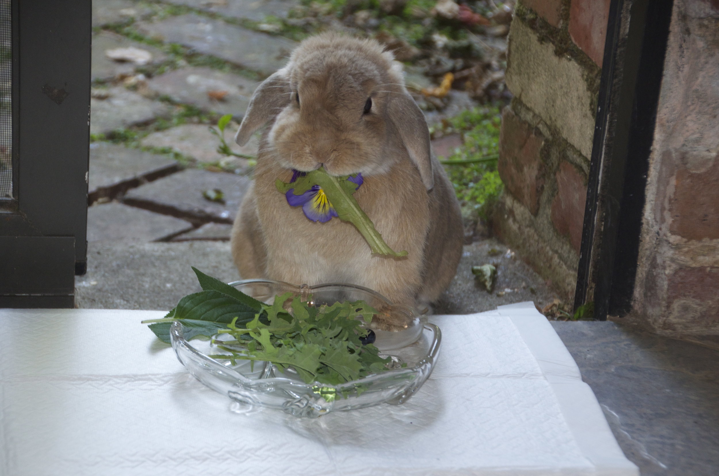 Bunny Enjoys a Nice Salad Al Fresco