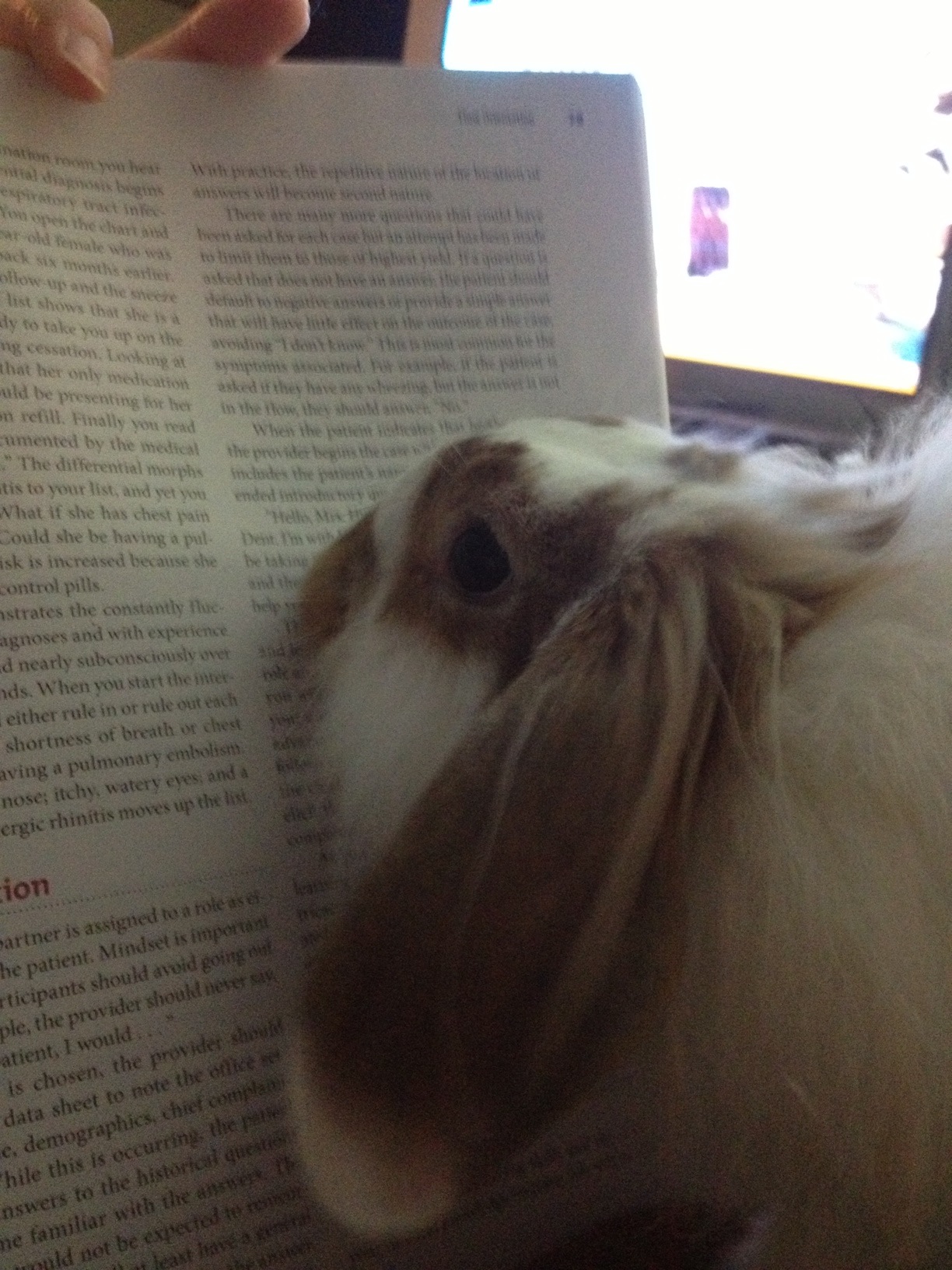 Bunny Feigns Interest in the Text, Instead Preoccupied with How It Might Taste
