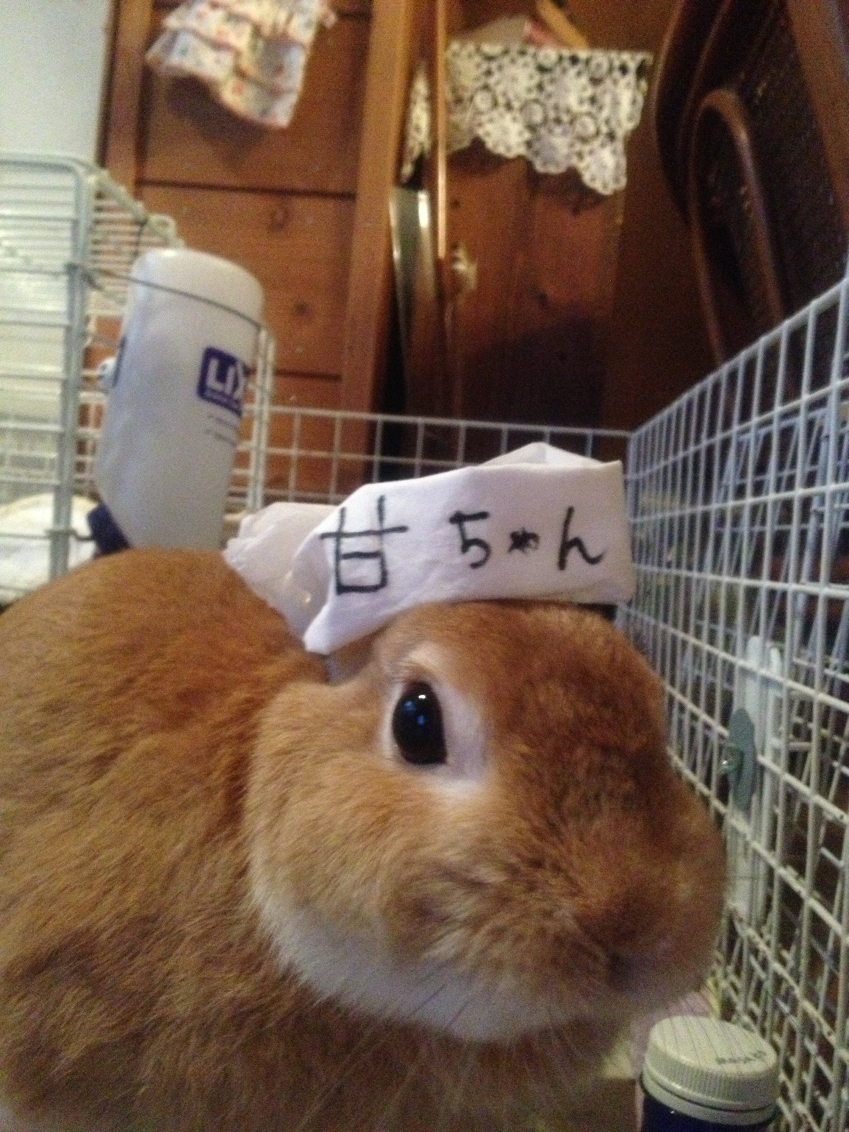 Bunny Cosplays a Character from His Favorite Show