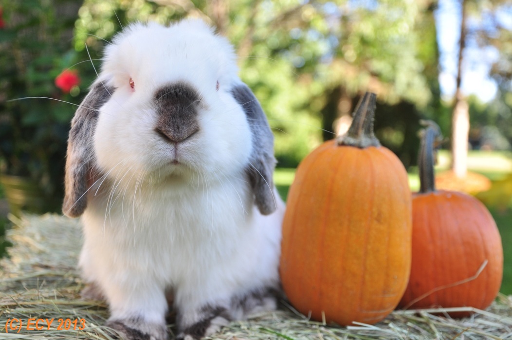 Bunny Poses with Pumpkins for a Nice Fall Photo
