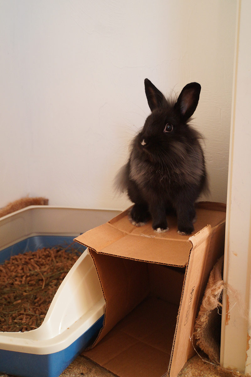 Bunny, King of the Box, Rules Over All He Surveys