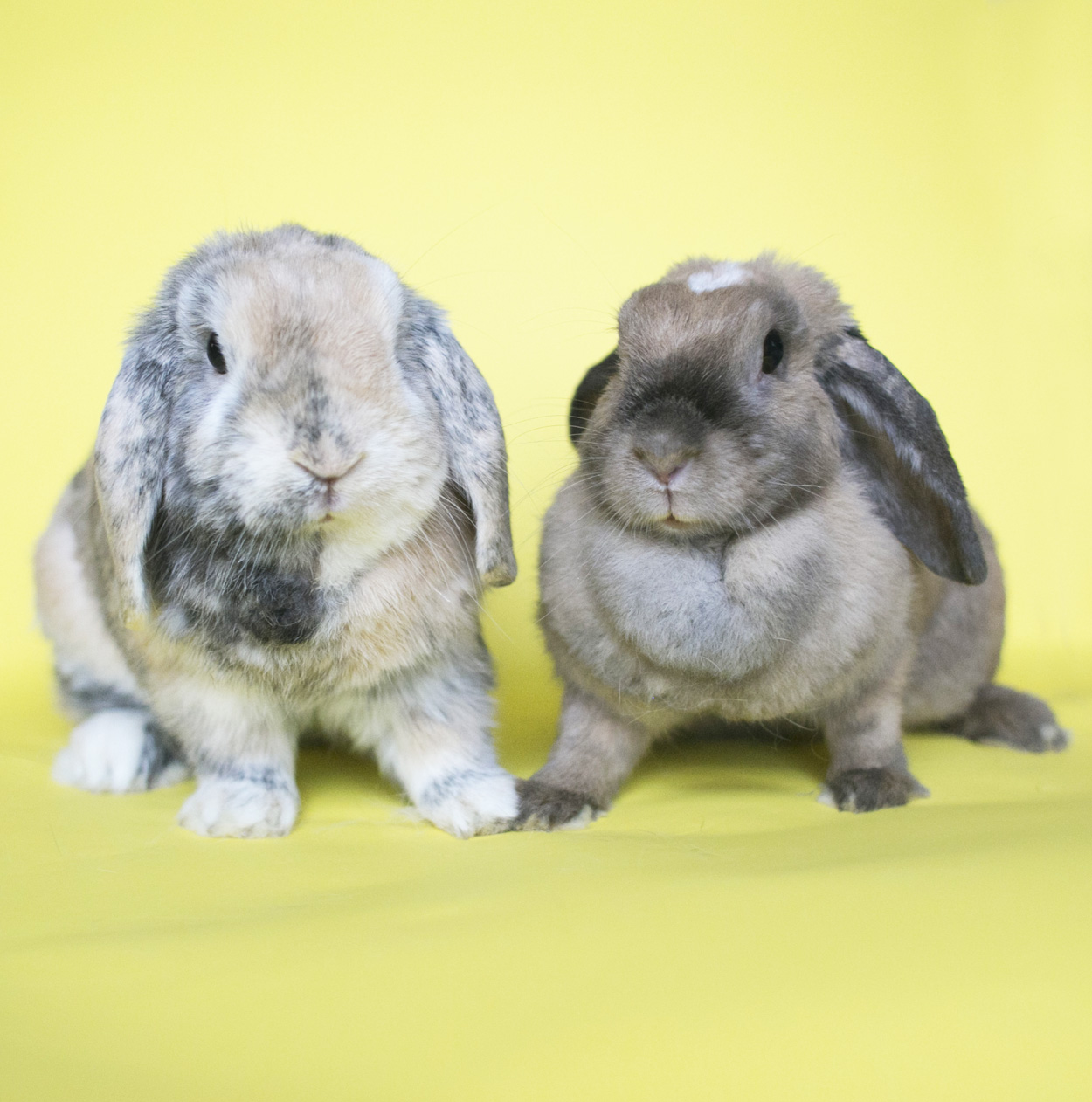 Two Daily Bunnies Meet and Have a Photoshoot! 3