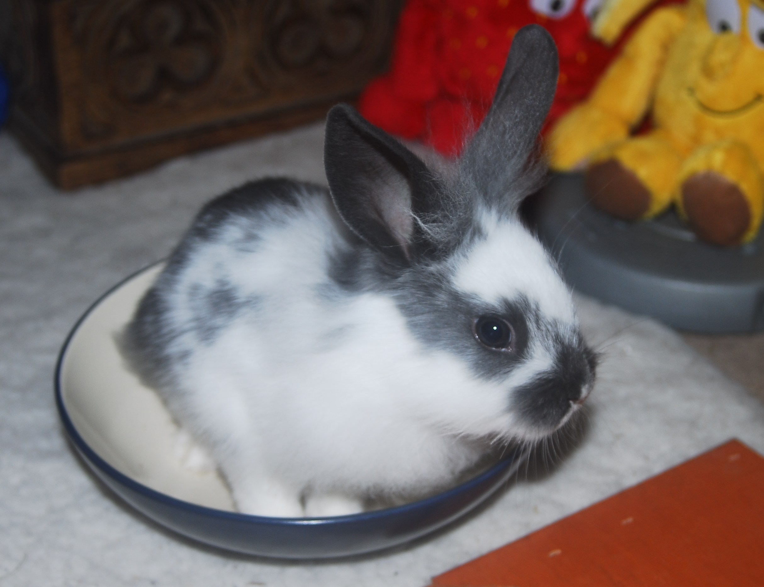 Bunny Is So Excited for Veggies He Hopped in the Salad Bowl