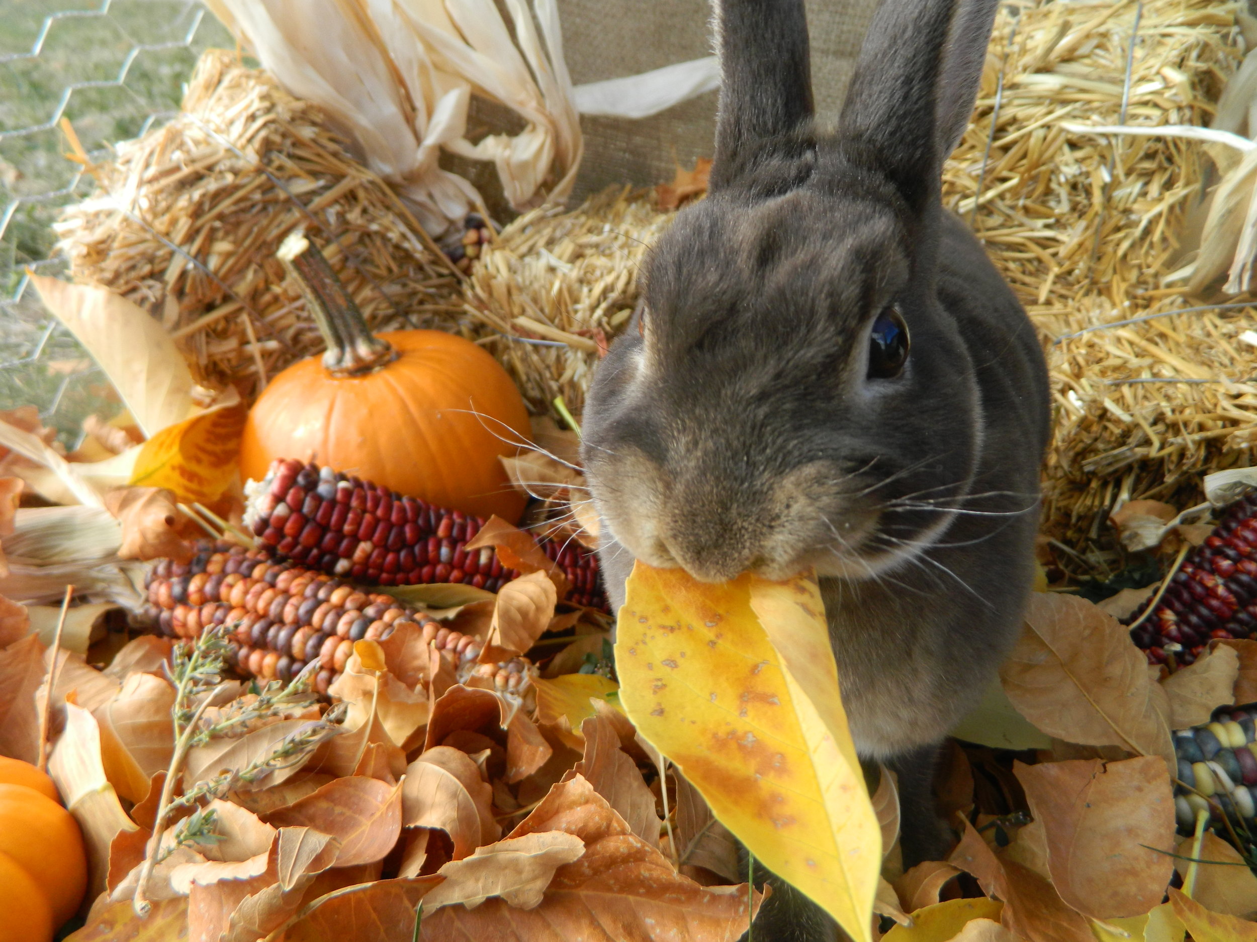 Bunny Gets in on the Fall Spirit 2