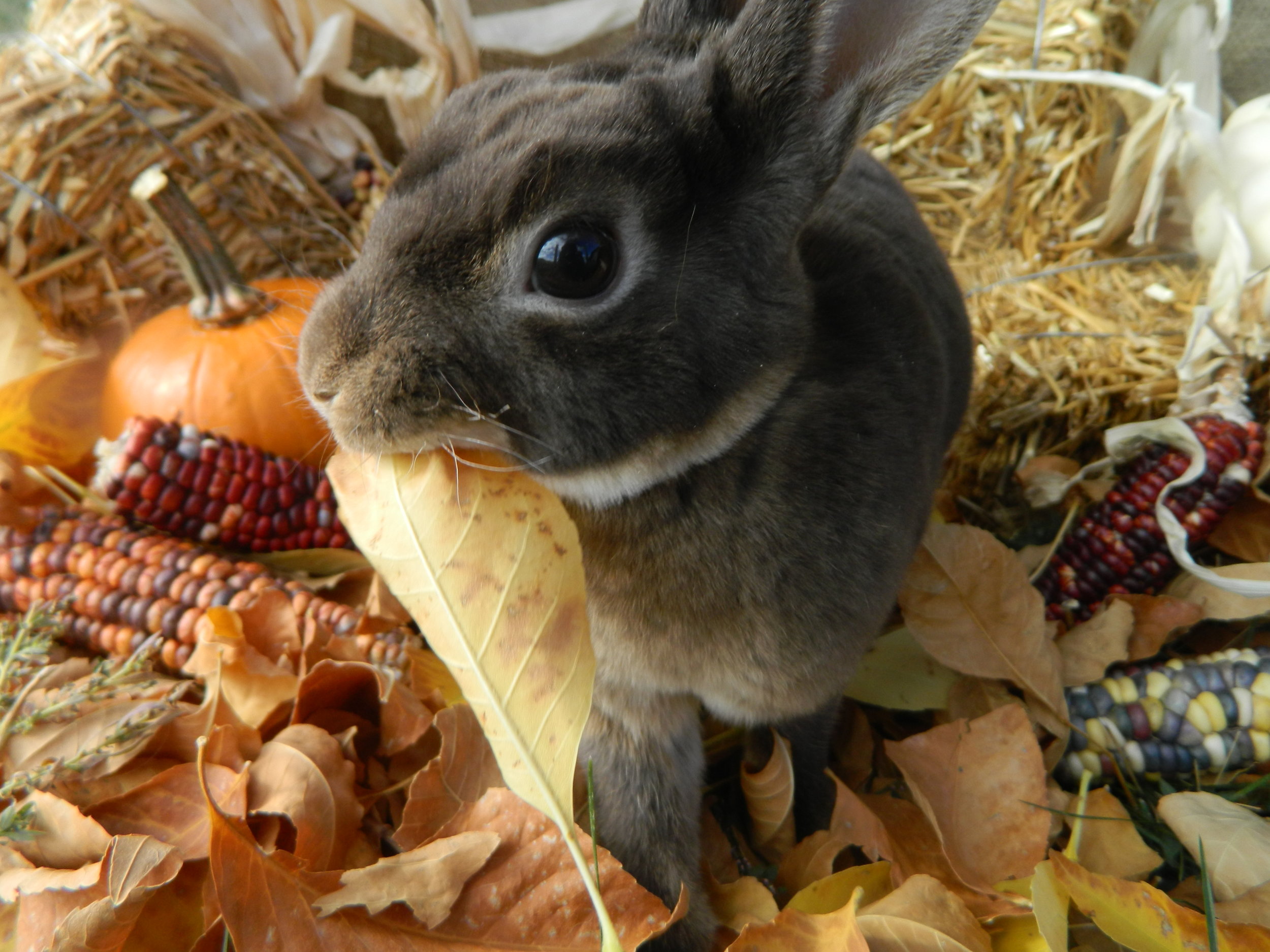 Bunny Gets in on the Fall Spirit 3