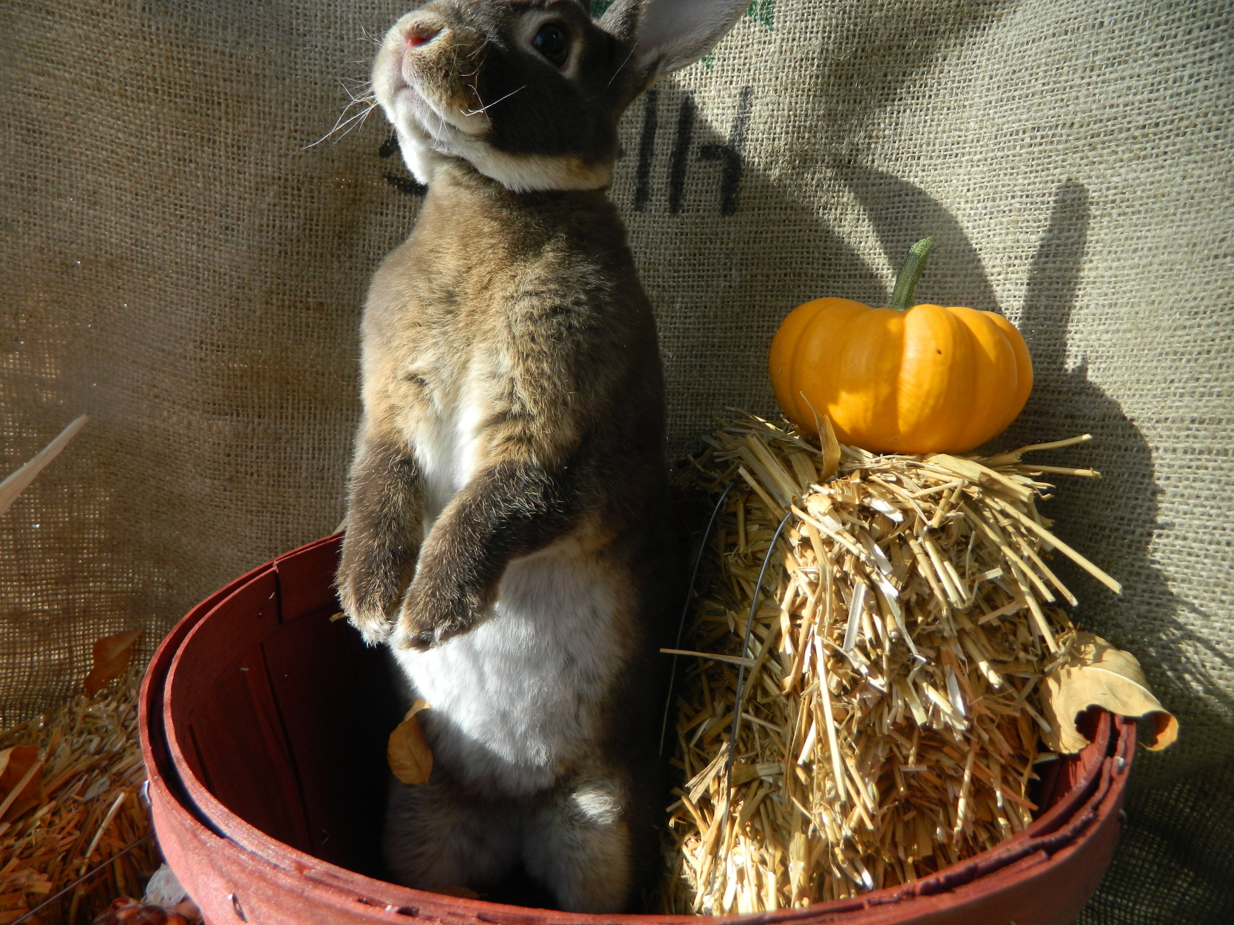 Bunny Gets in on the Fall Spirit 1