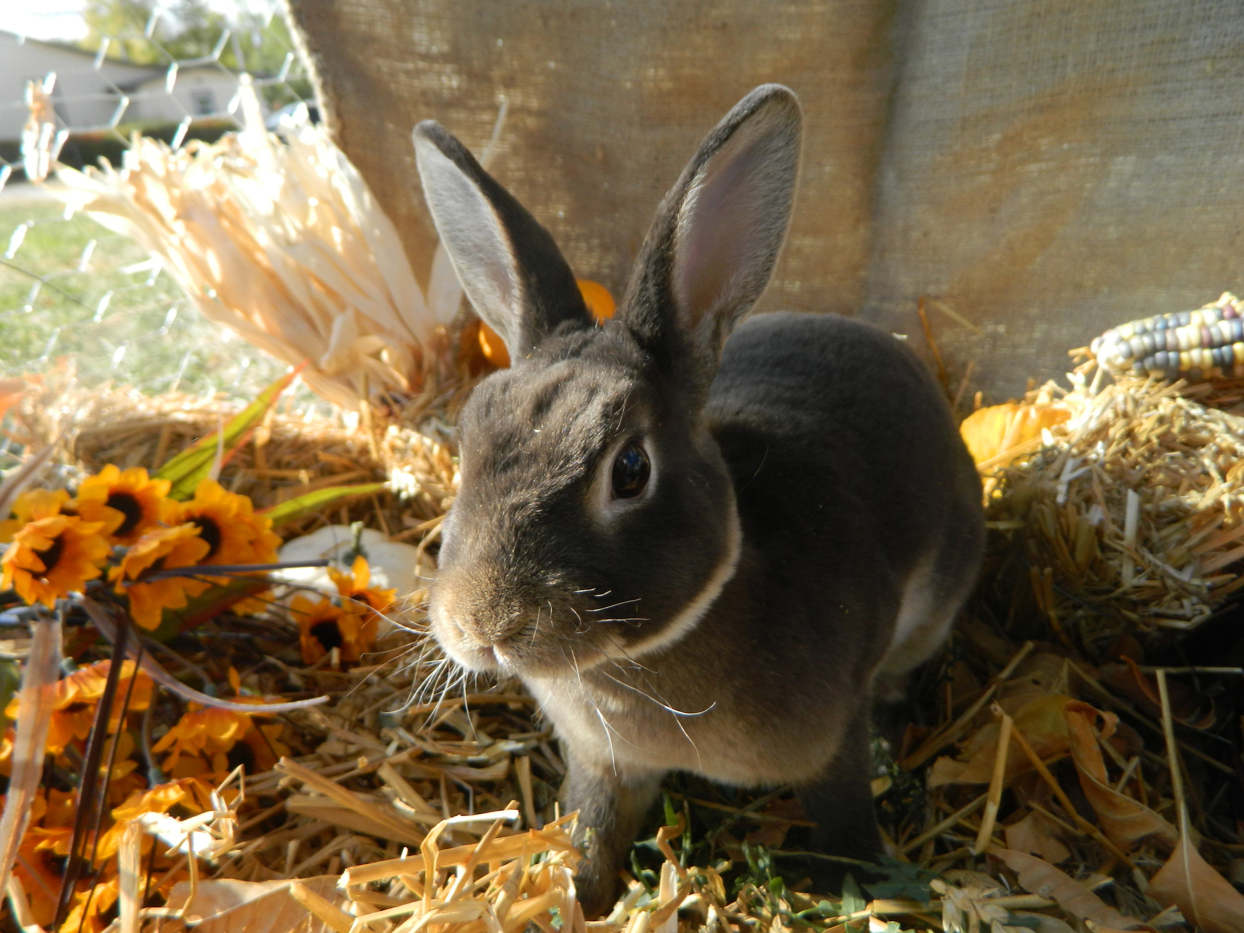 Bunny Gets in on the Fall Spirit 4
