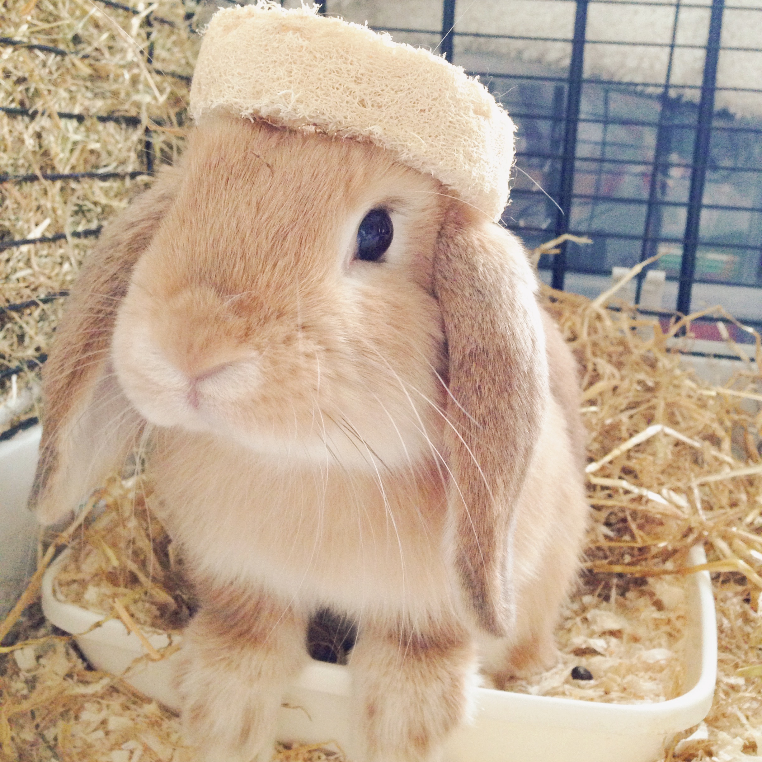 Bunny Wears His Toy as a Crown