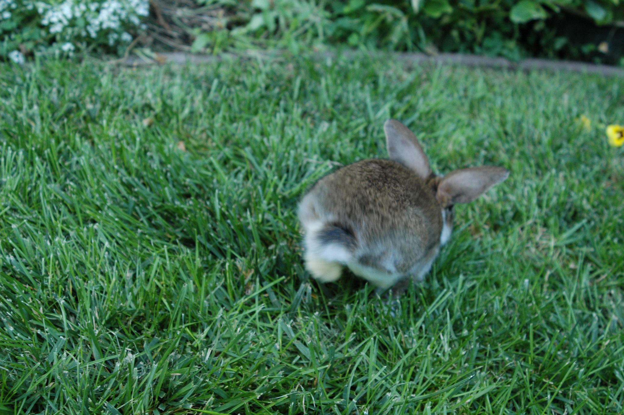 Action Shot of Bunny Landing a Big Hop