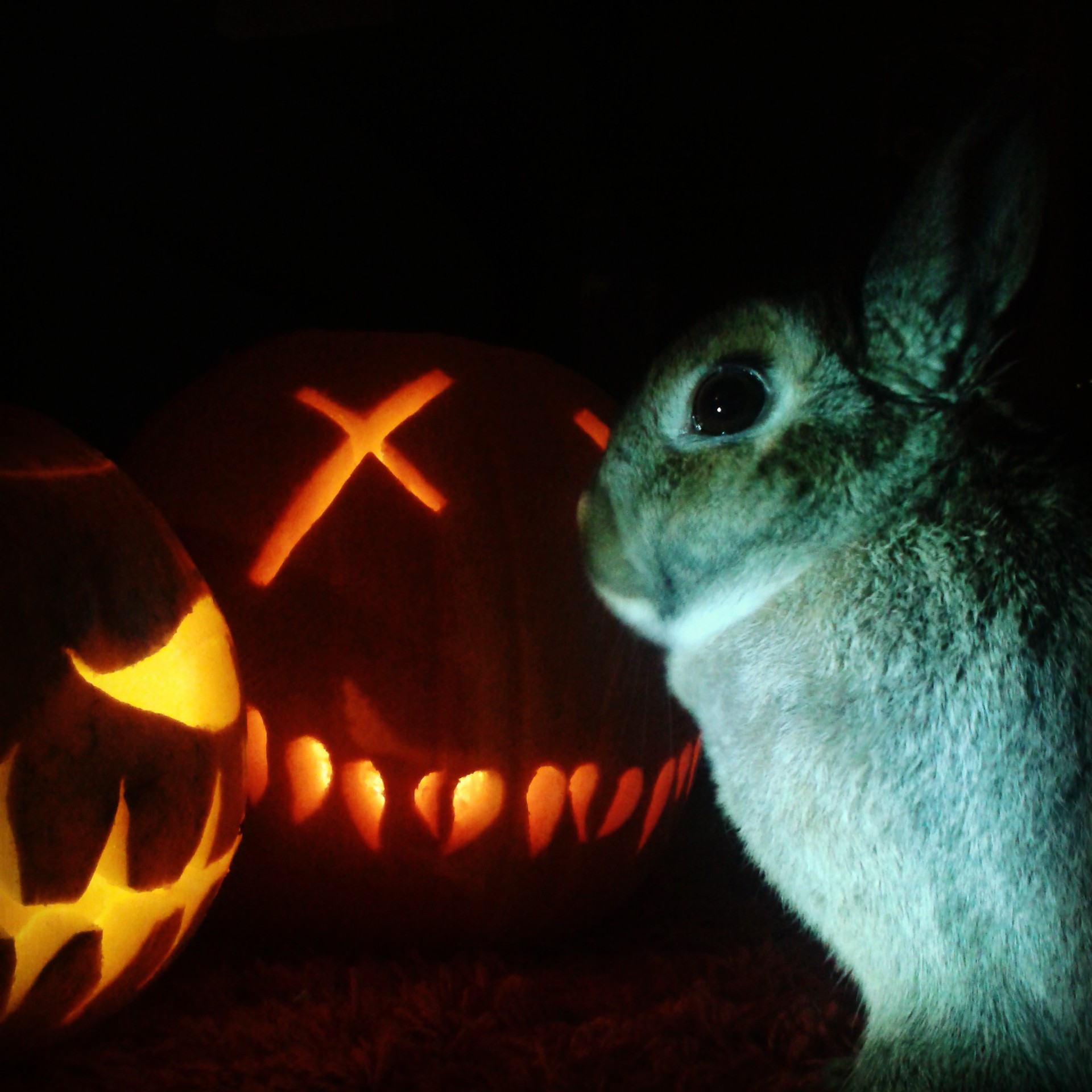 The Daily Bunny's Halloween 2013 Mega-Post! 8