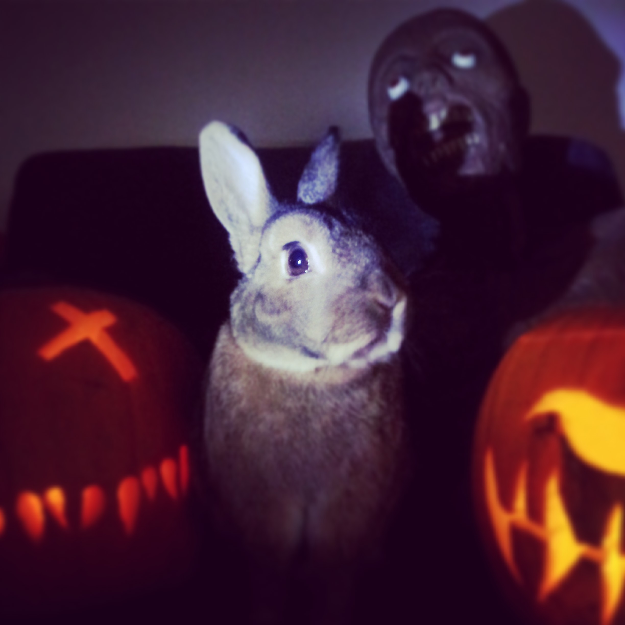 The Daily Bunny's Halloween 2013 Mega-Post! 9