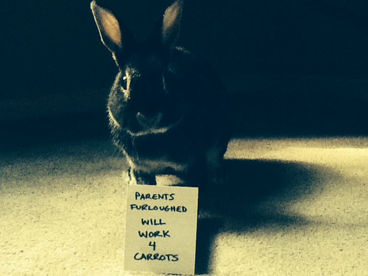 Bunny Will Work for Carrots