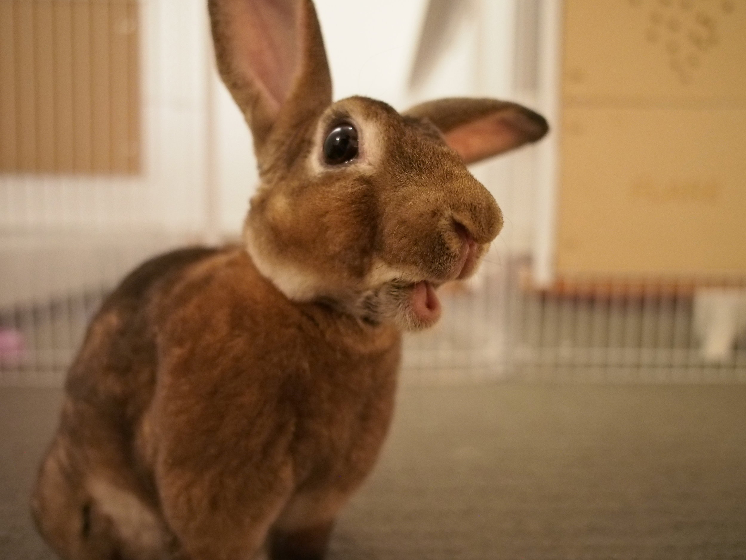 Bunny Gives an Impassioned and Convincing Speech on the Importance of Treats