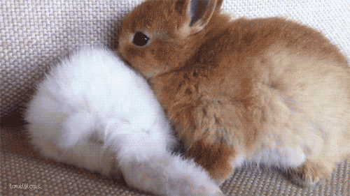 Bunny GIF Dump, Part Five [Image Heavy] 1