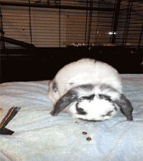Bunny GIF Dump, Part Five [Image Heavy] 6