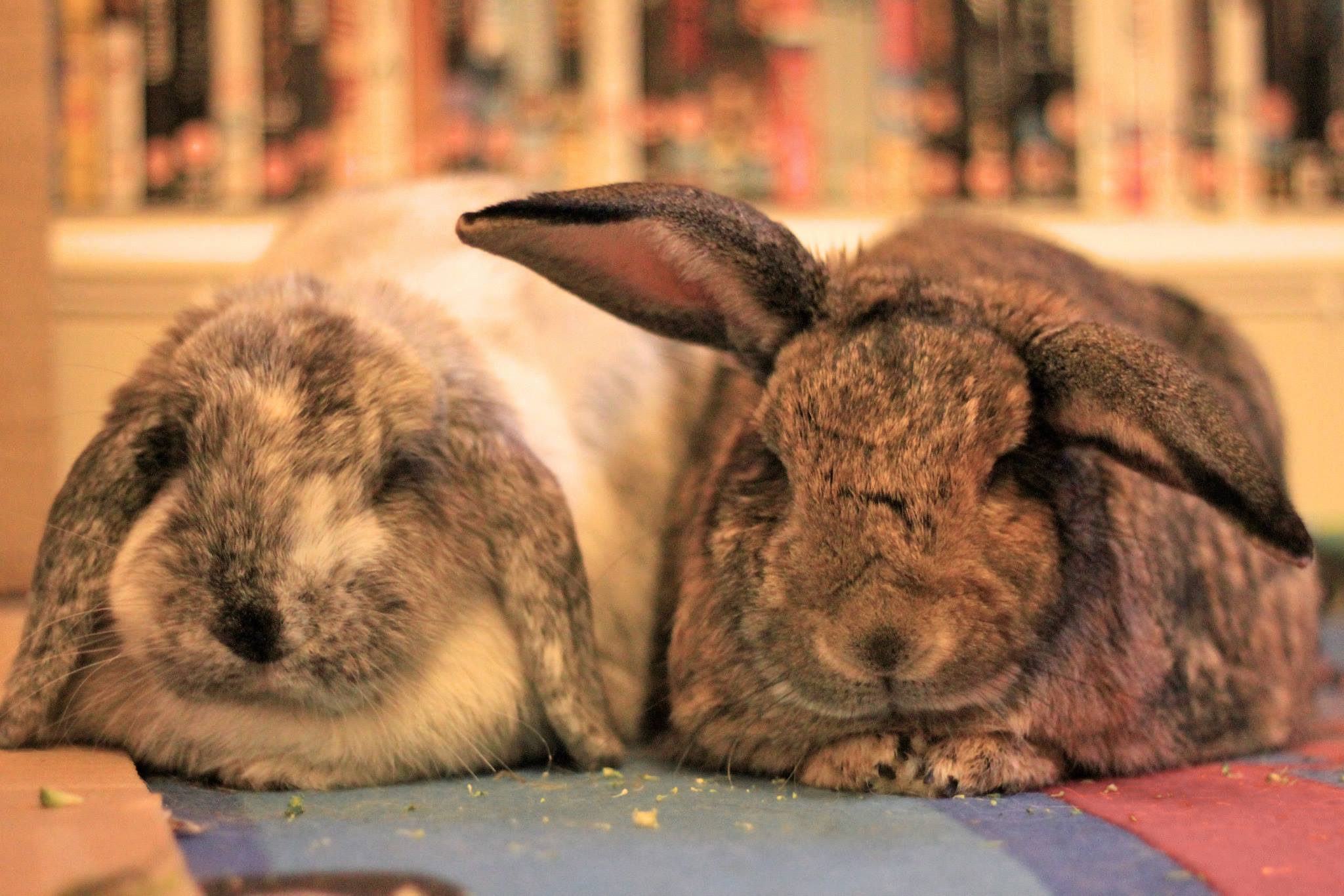 Bunnies Rest Side by Side