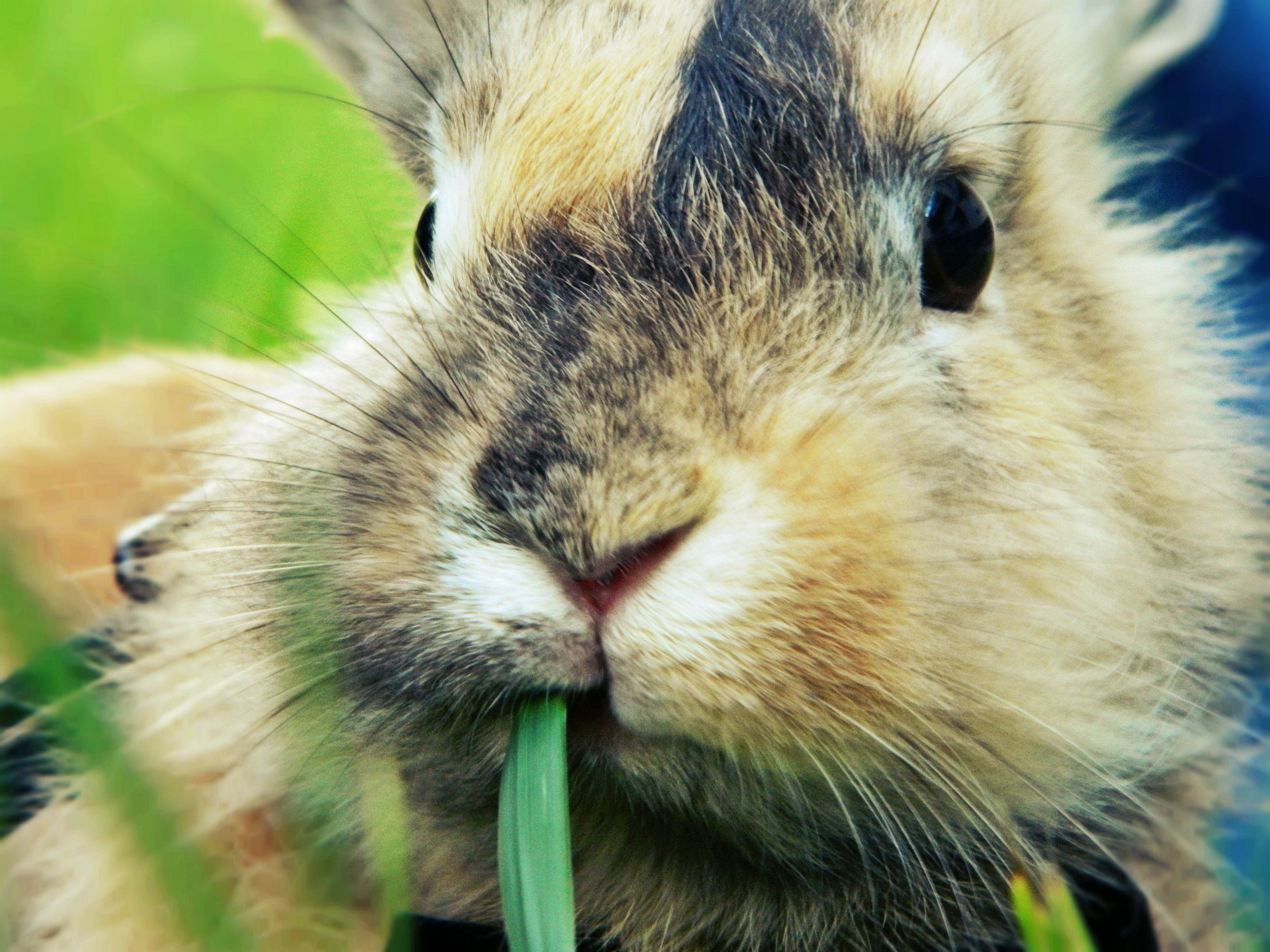 Bunny Nibbles on a Blade of Grass