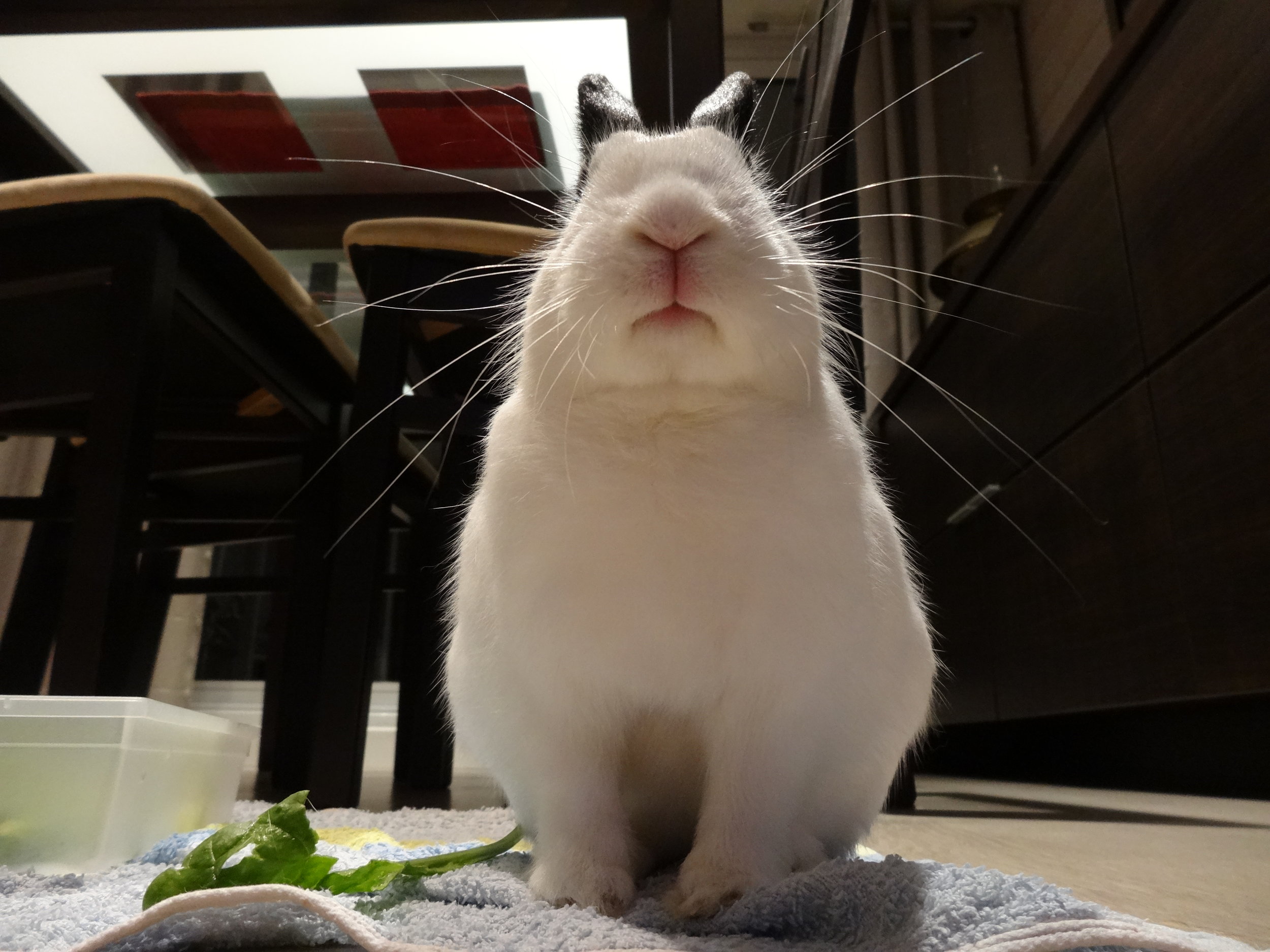Bunny Disapproves of These Sparse Offerings