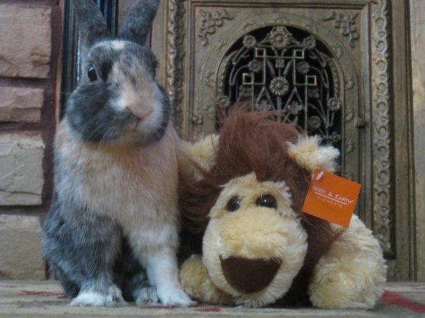 Bunny and His Lion Friend Welcome You to Their Humble Abode 2