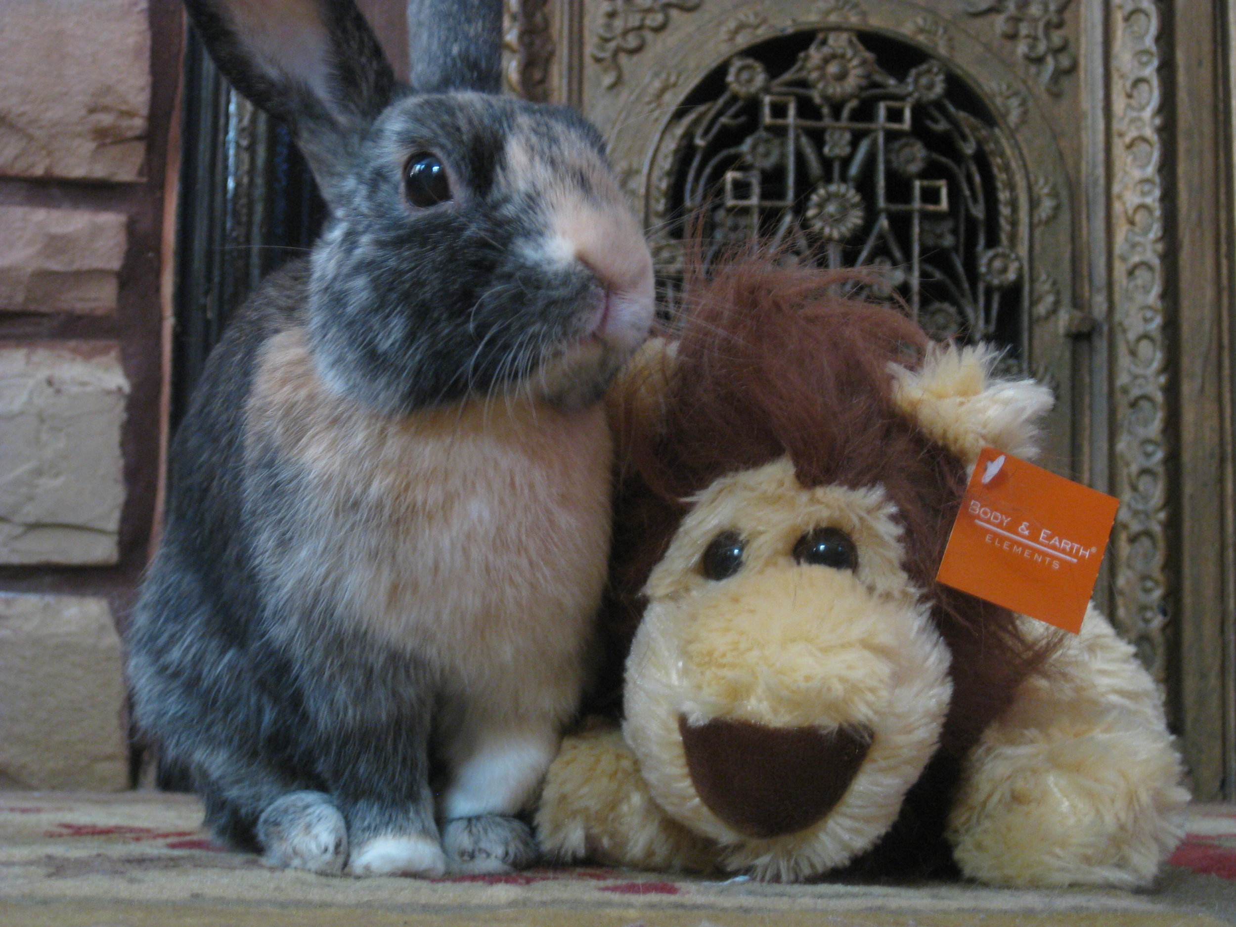 Bunny and His Lion Friend Welcome You to Their Humble Abode 1