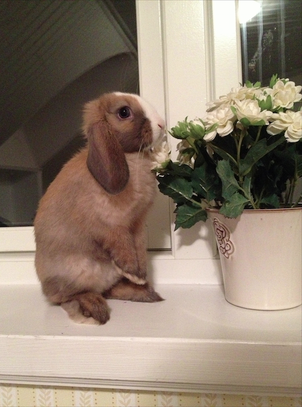 Bunny Contemplates the Flowers on the Windowsill 2