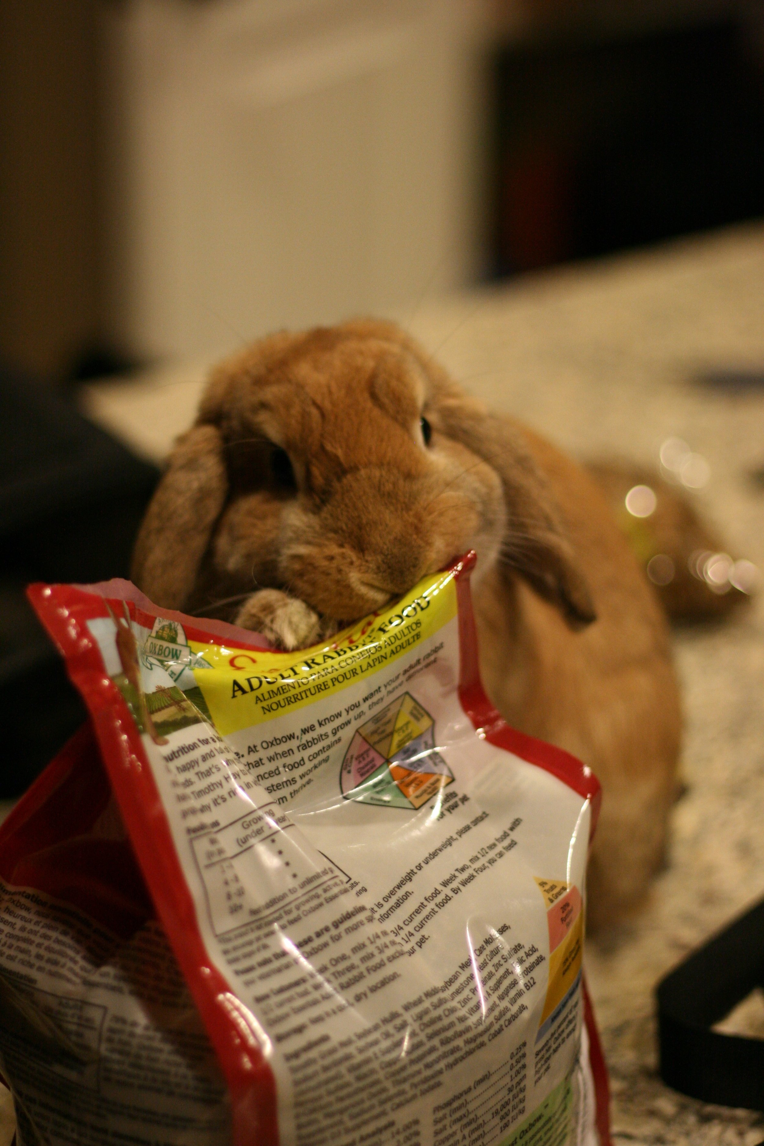 Human Is Too Slow in Getting Bunny's Pellets - Bunny Will Just Get Them Himself
