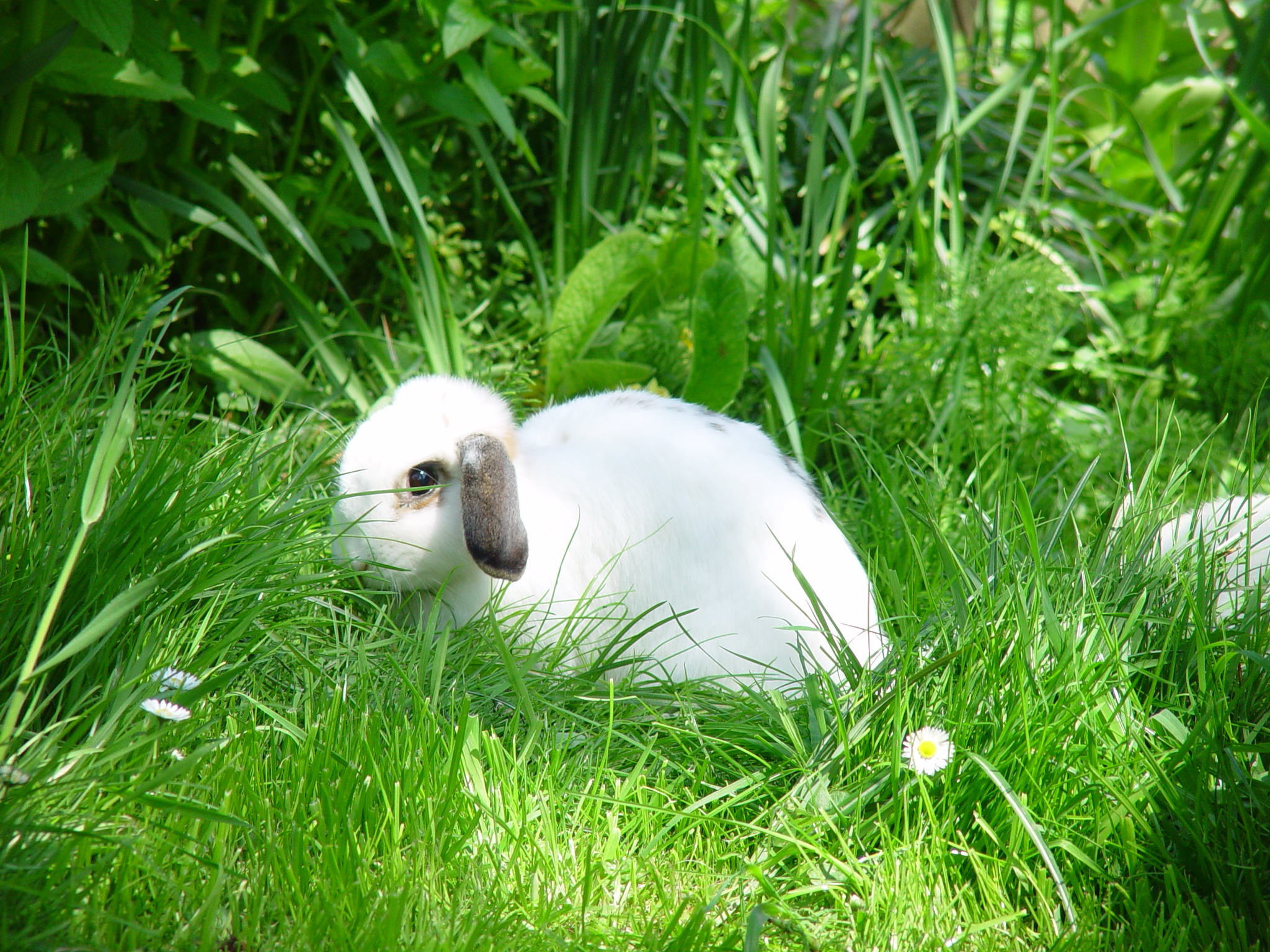 Adventurous Bunnies Explore the Lawn and Tall Grasses 2