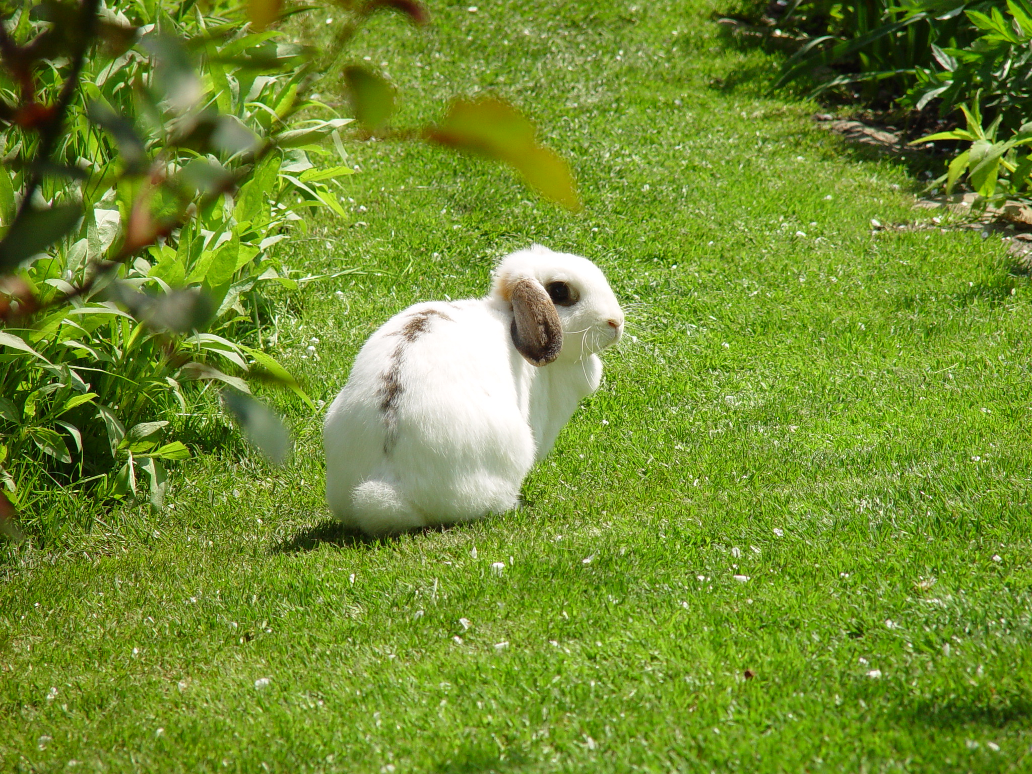 Adventurous Bunnies Explore the Lawn and Tall Grasses 1