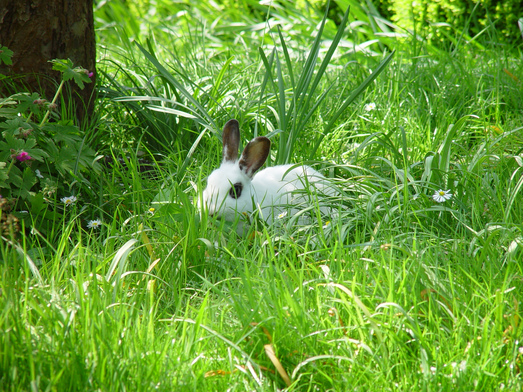 Adventurous Bunnies Explore the Lawn and Tall Grasses 4