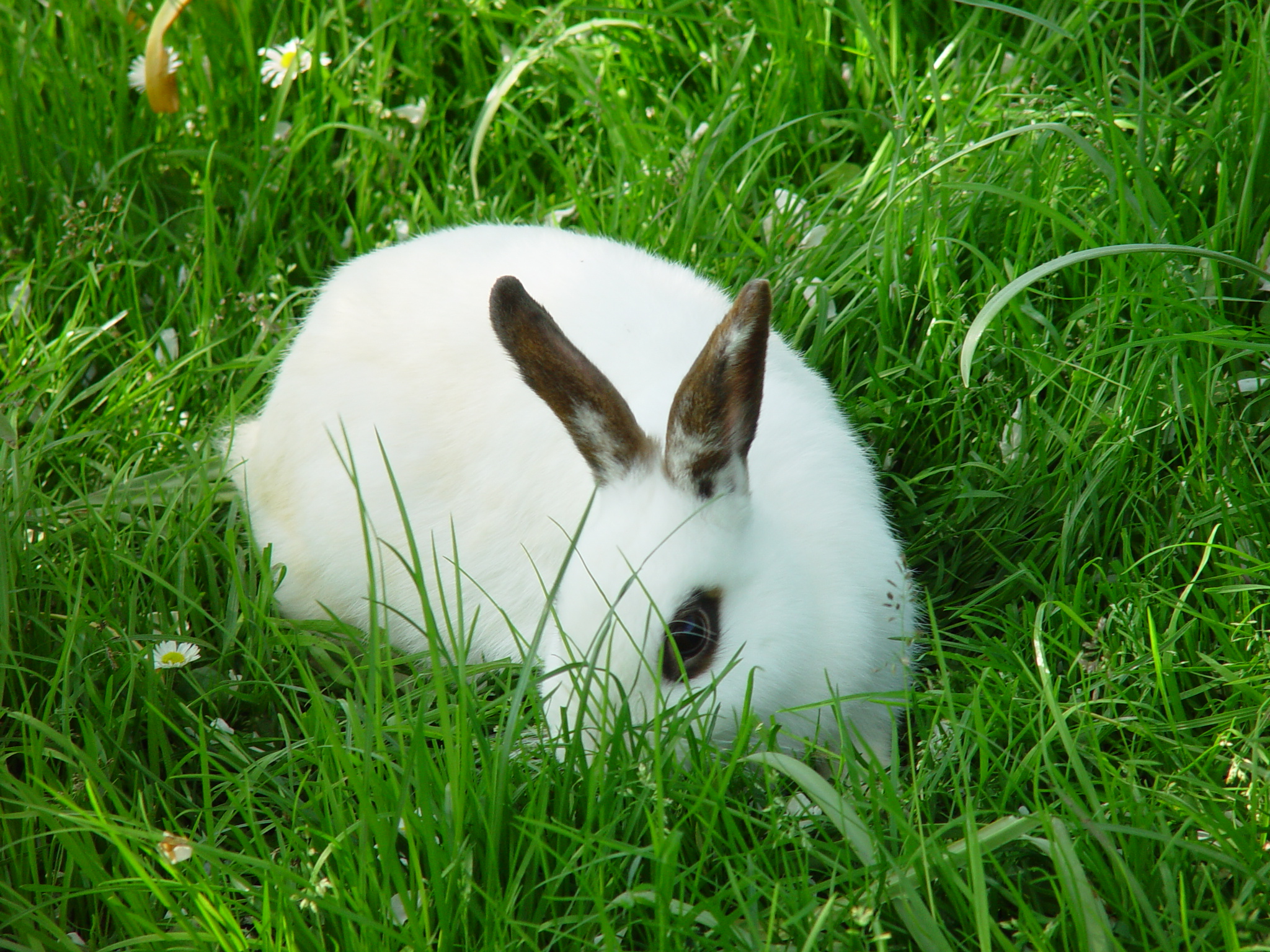 Adventurous Bunnies Explore the Lawn and Tall Grasses 3