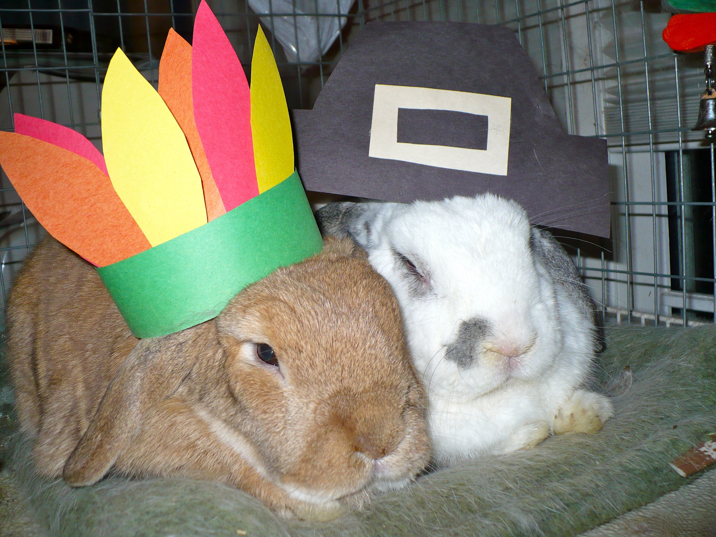 Bunnies Wear Their Thanksgiving Hats for the Holiday