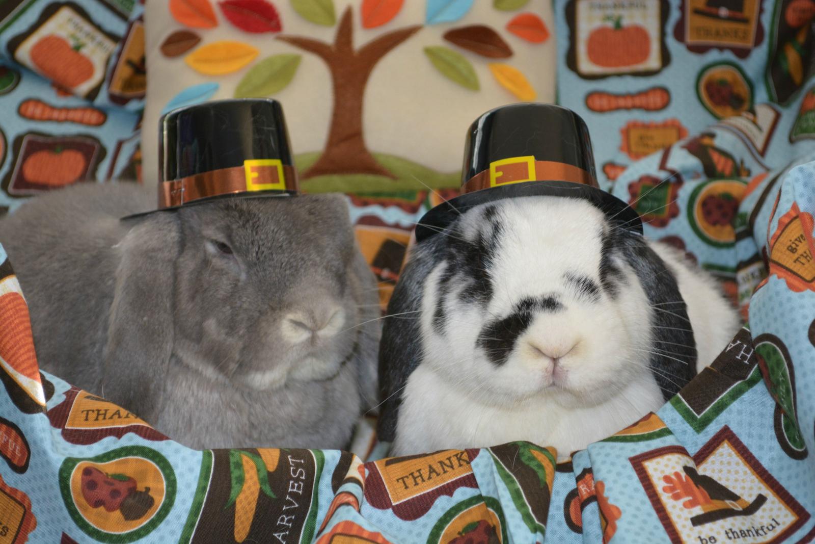 More Bunnies in Thanksgiving Hats!