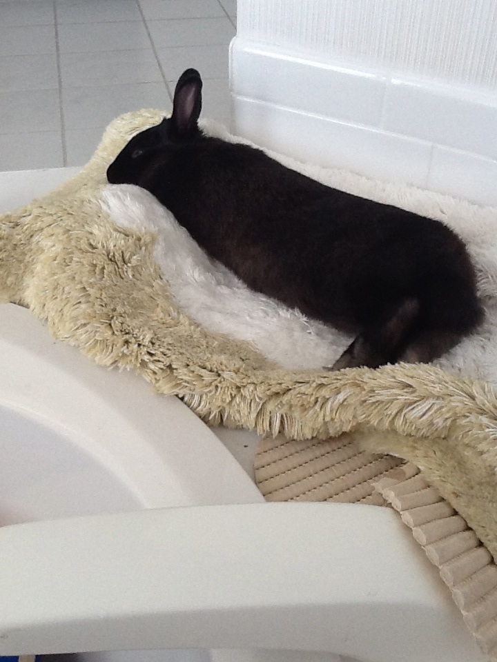 Bunny Relaxes in Luxury While His Human Assembles His New Penthouse