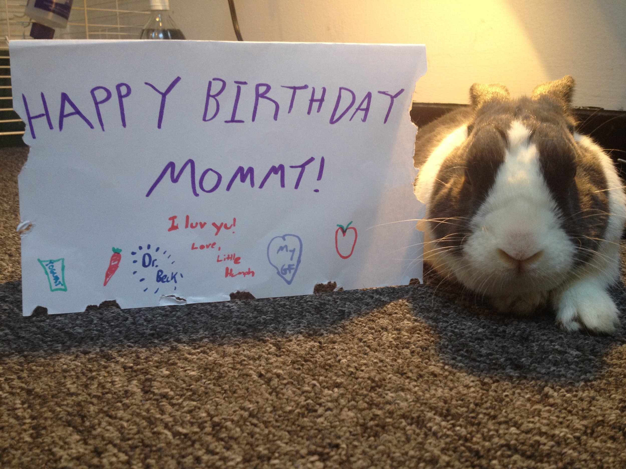 Bunny Wishes His Human a Happy Birthday