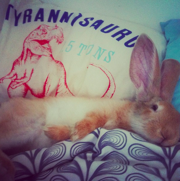 Bunny Sleeps Where Her Human Sleeps 2