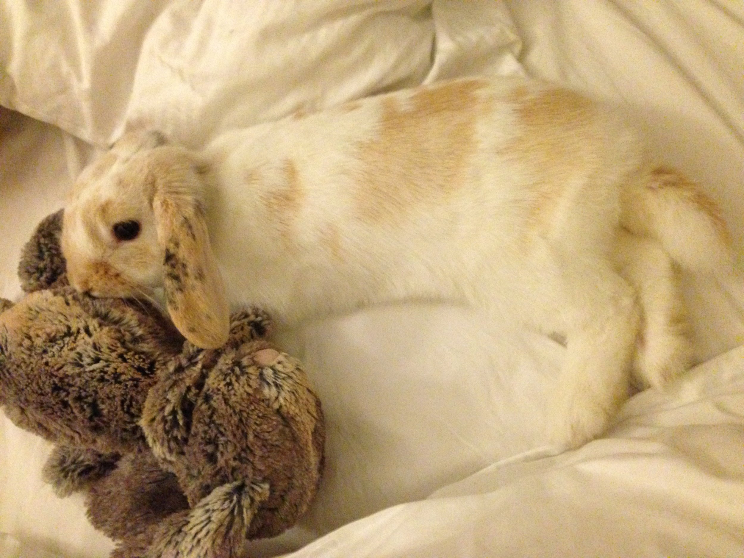 Bunny Hangs Out with Some Plush Friends 3