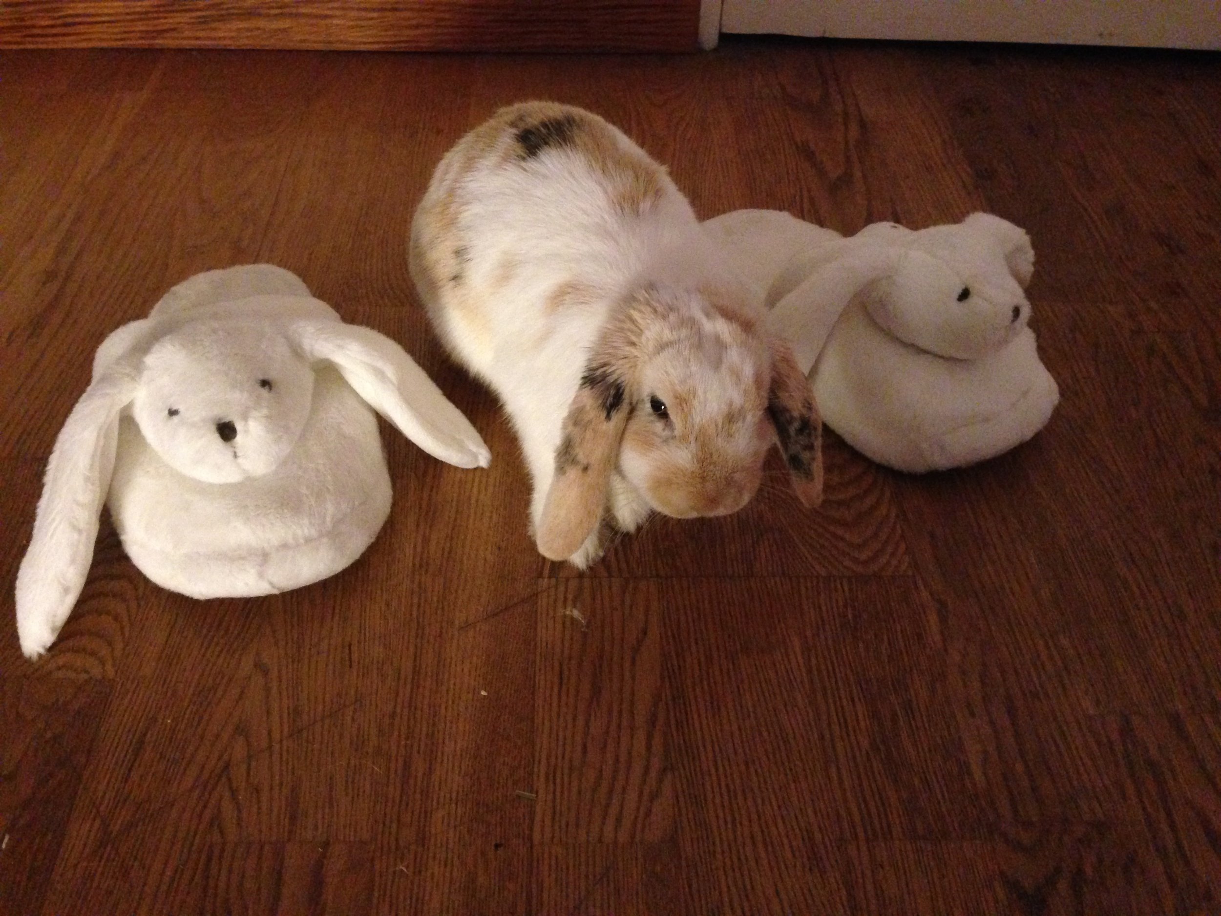 Bunny Hangs Out with Some Plush Friends 2