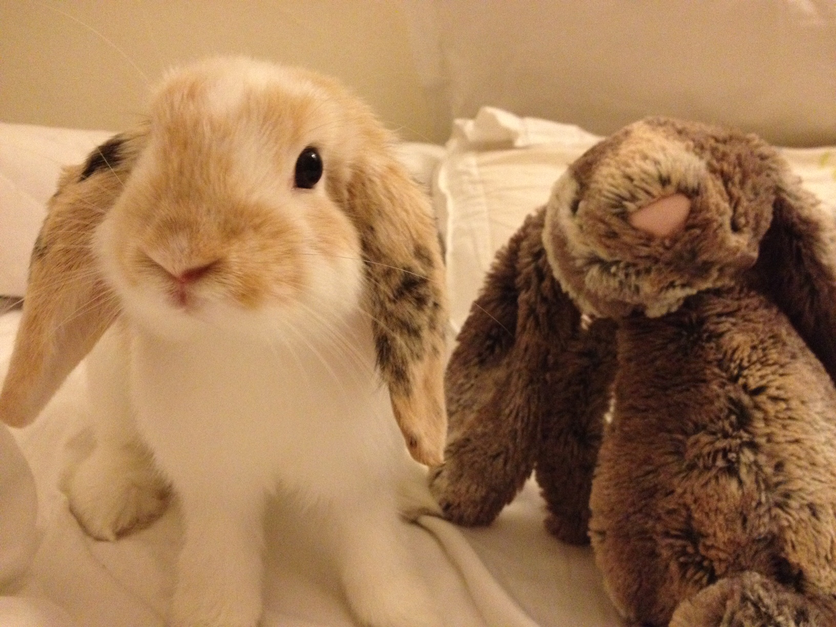 Bunny Hangs Out with Some Plush Friends 1