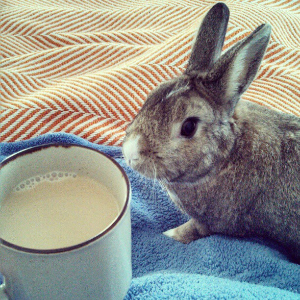 Bunny and His Human Have a Morning Cuddles-and-Coffee Session